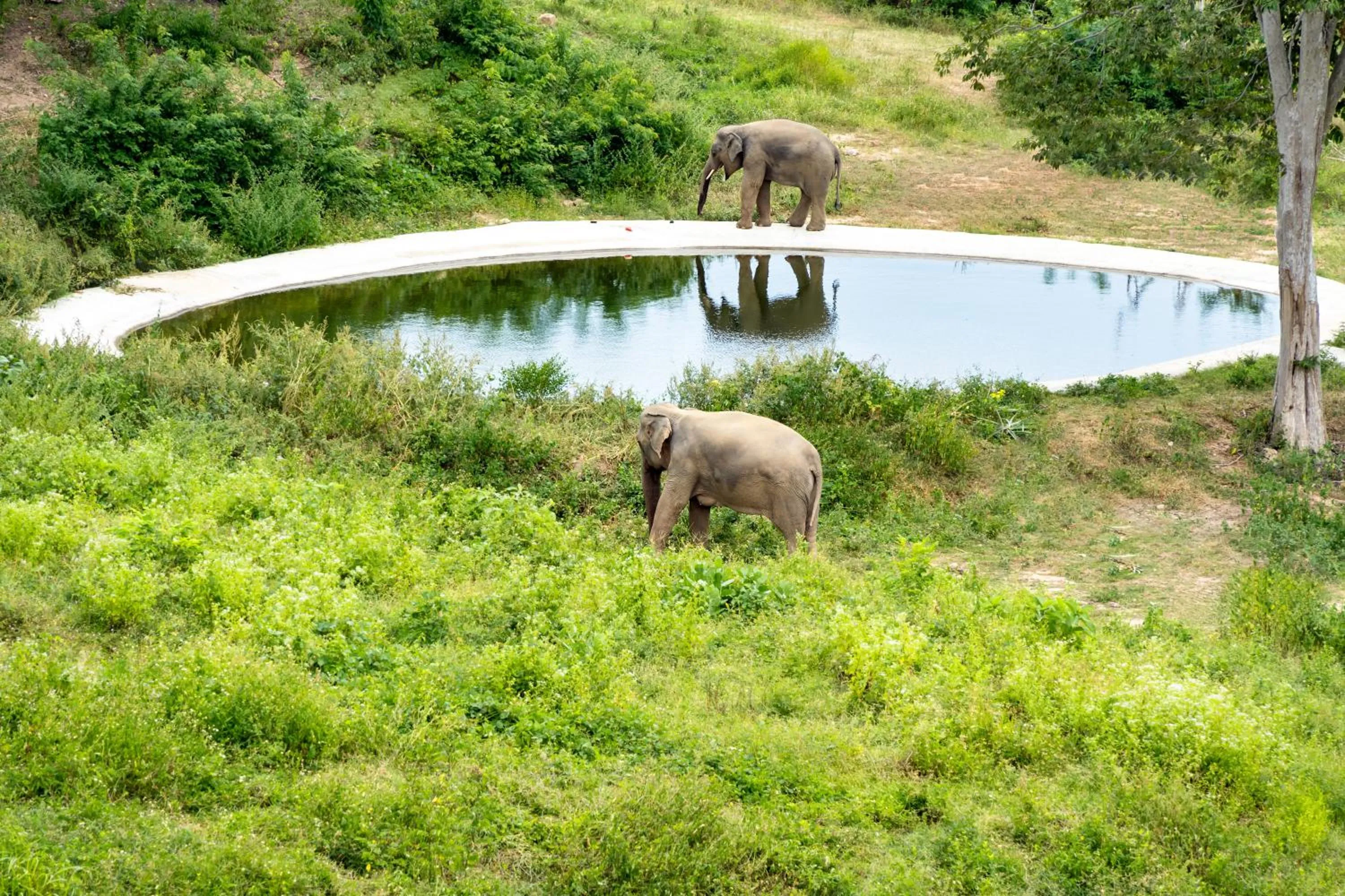 Wild Cottages Elephant Sanctuary Resort