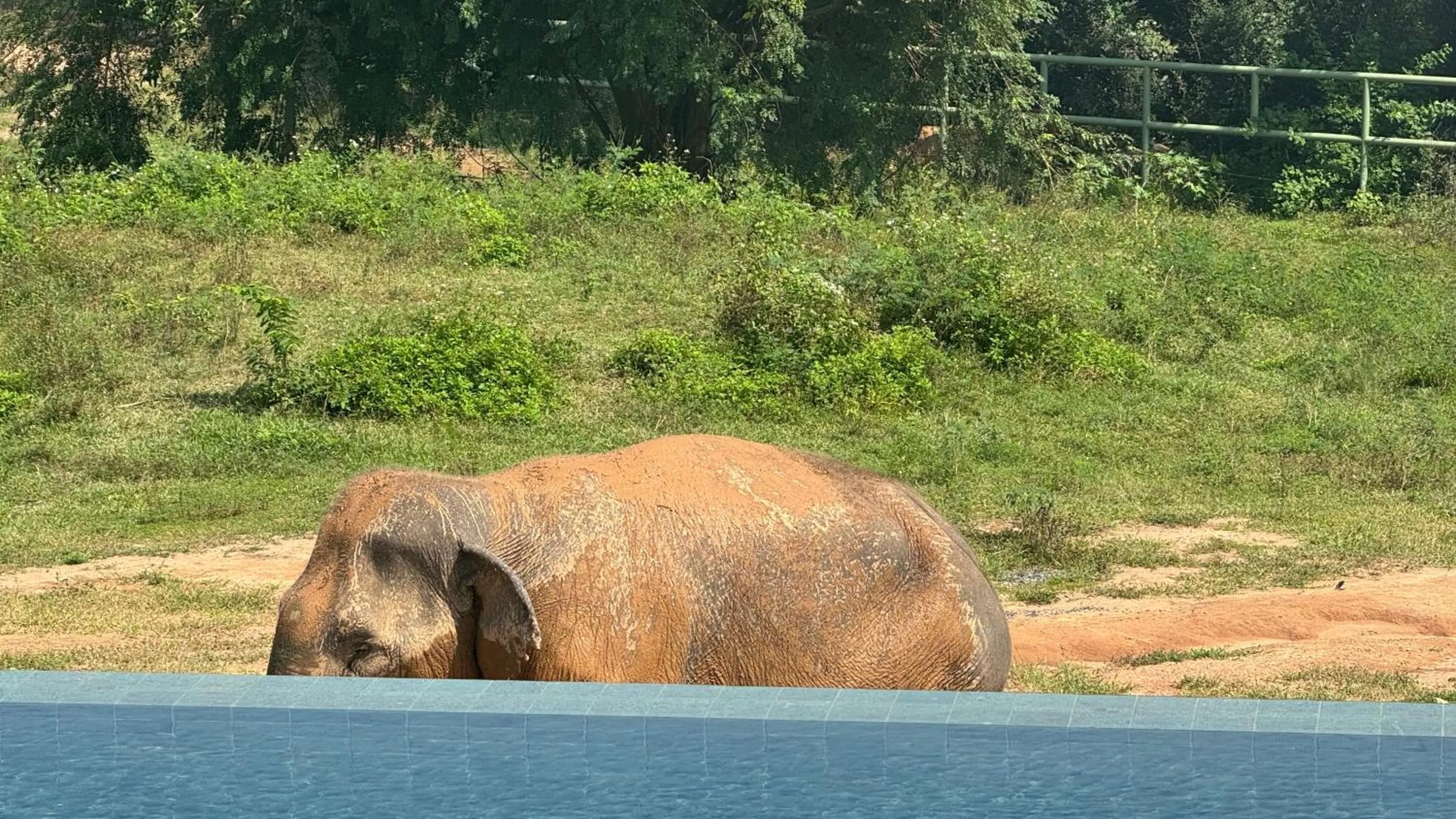 Wild Cottages Elephant Sanctuary Resort