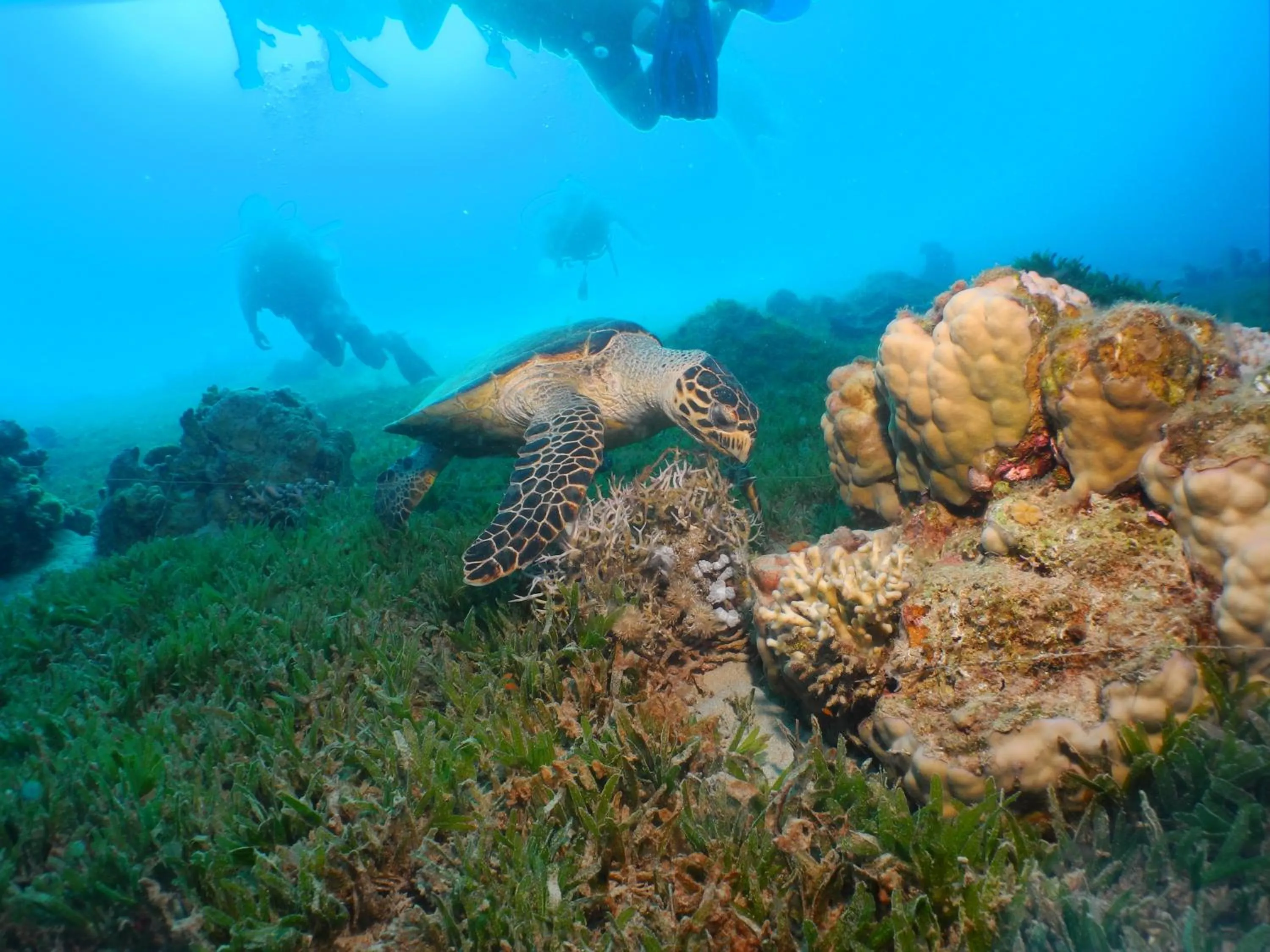 Diving in Custo Club