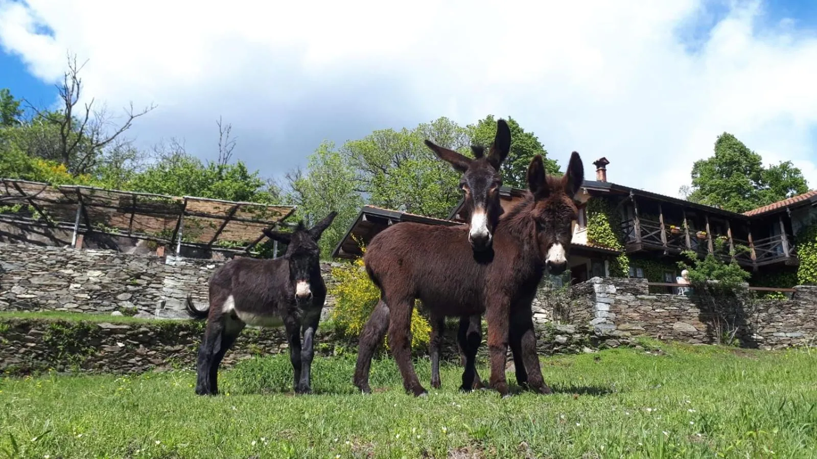 Animals in Il Ciliegio Selvatico