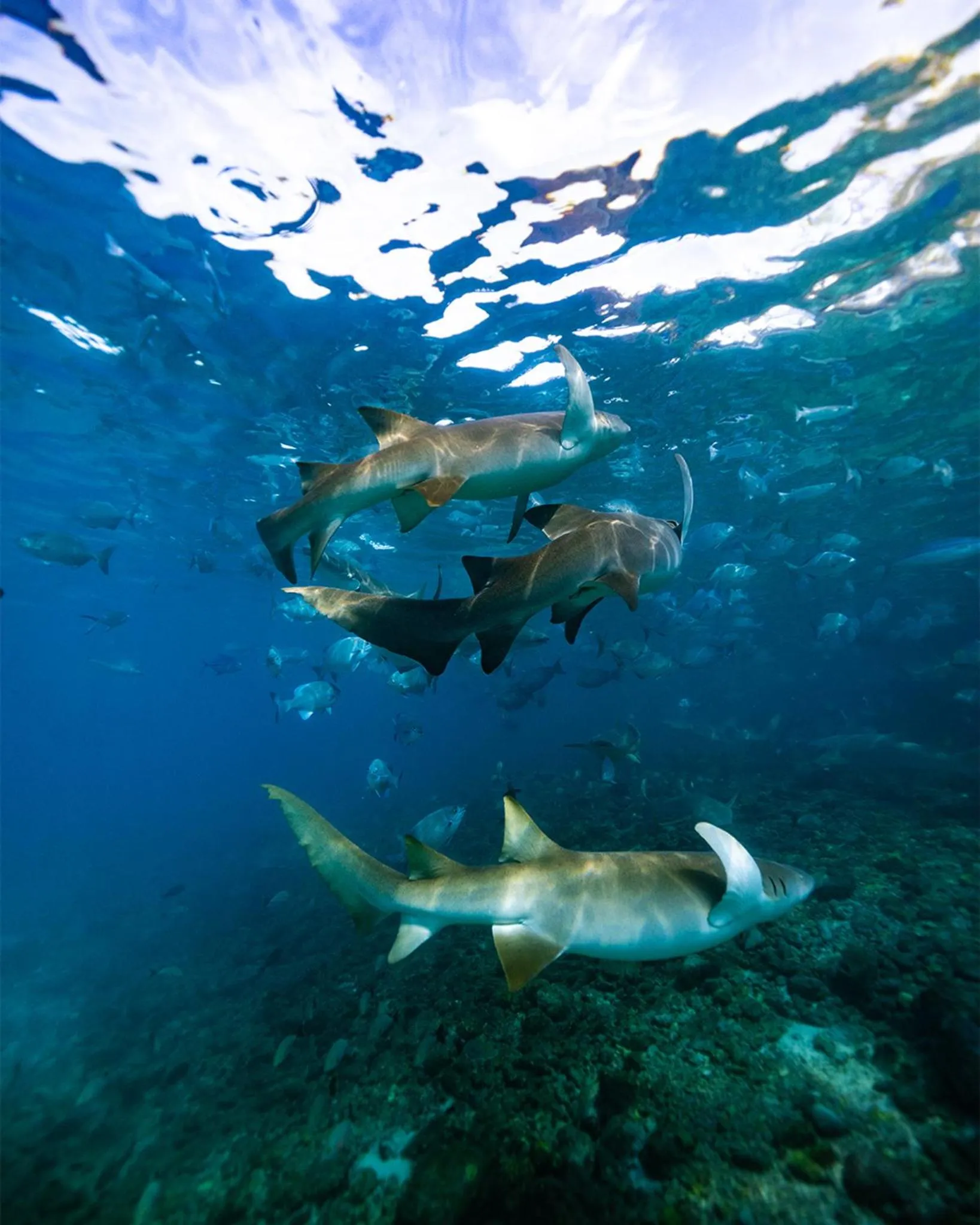 Activities in The Zen Den