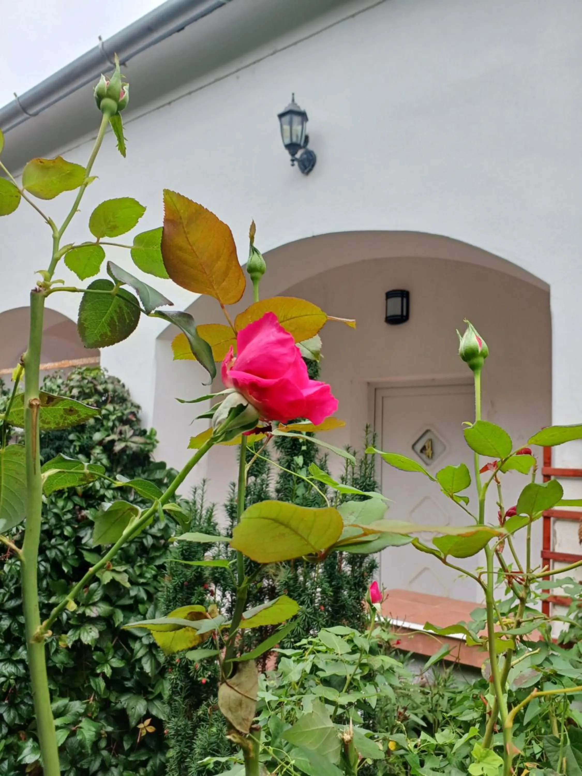 Inner courtyard view in Blues Ryokan