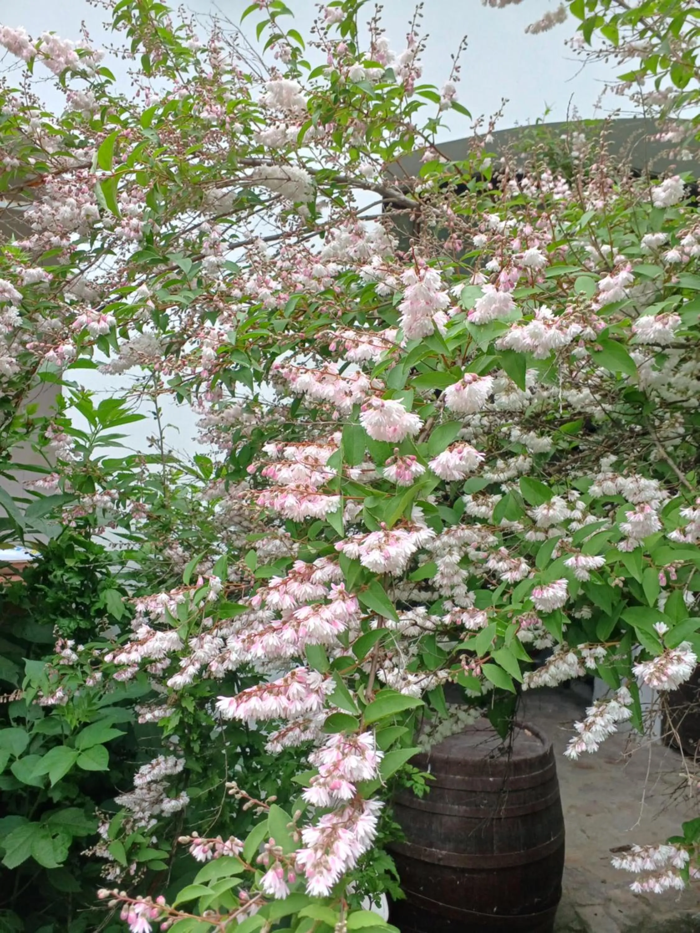 Inner courtyard view in Blues Ryokan