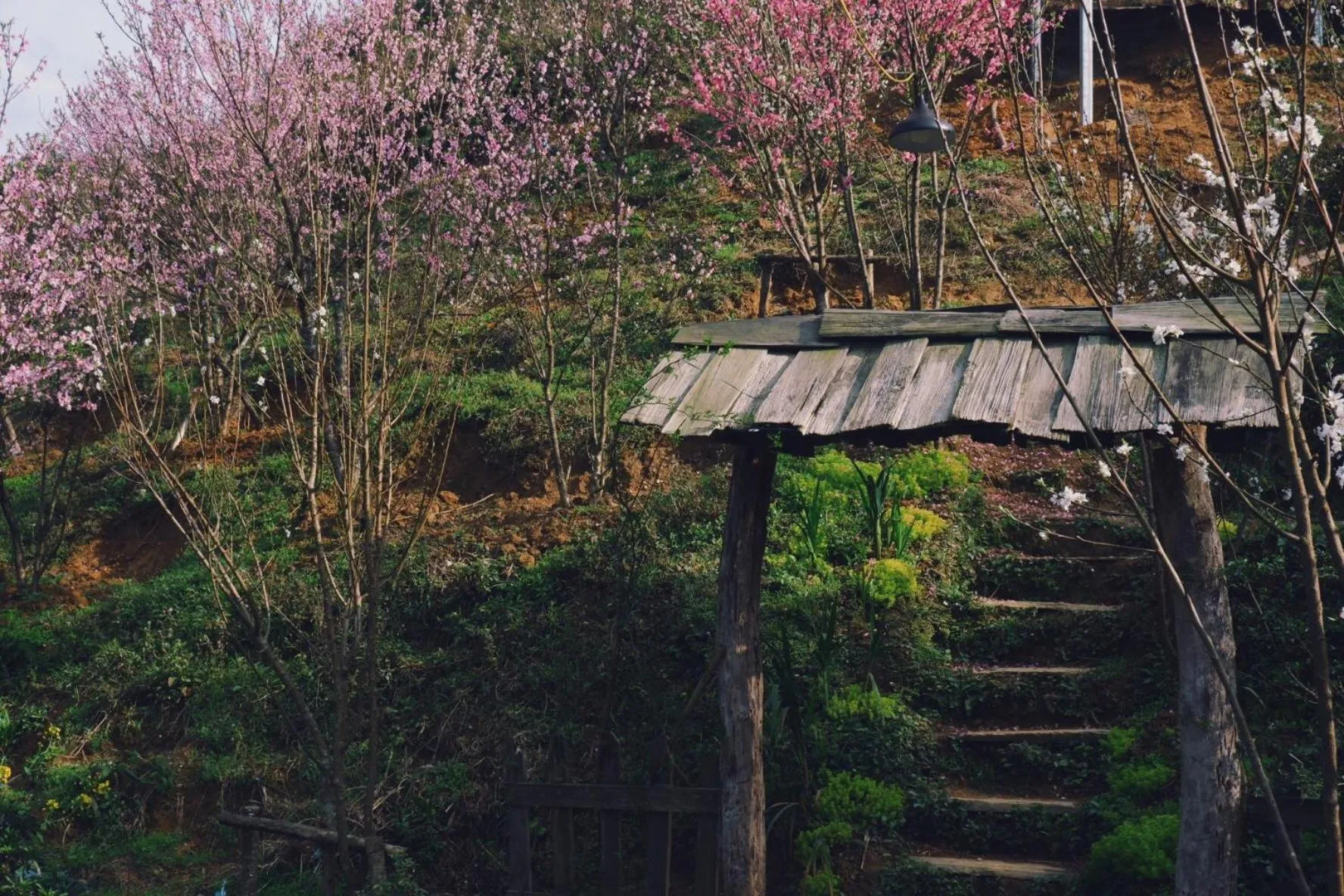 Natural landscape in Ta Phin Cottage