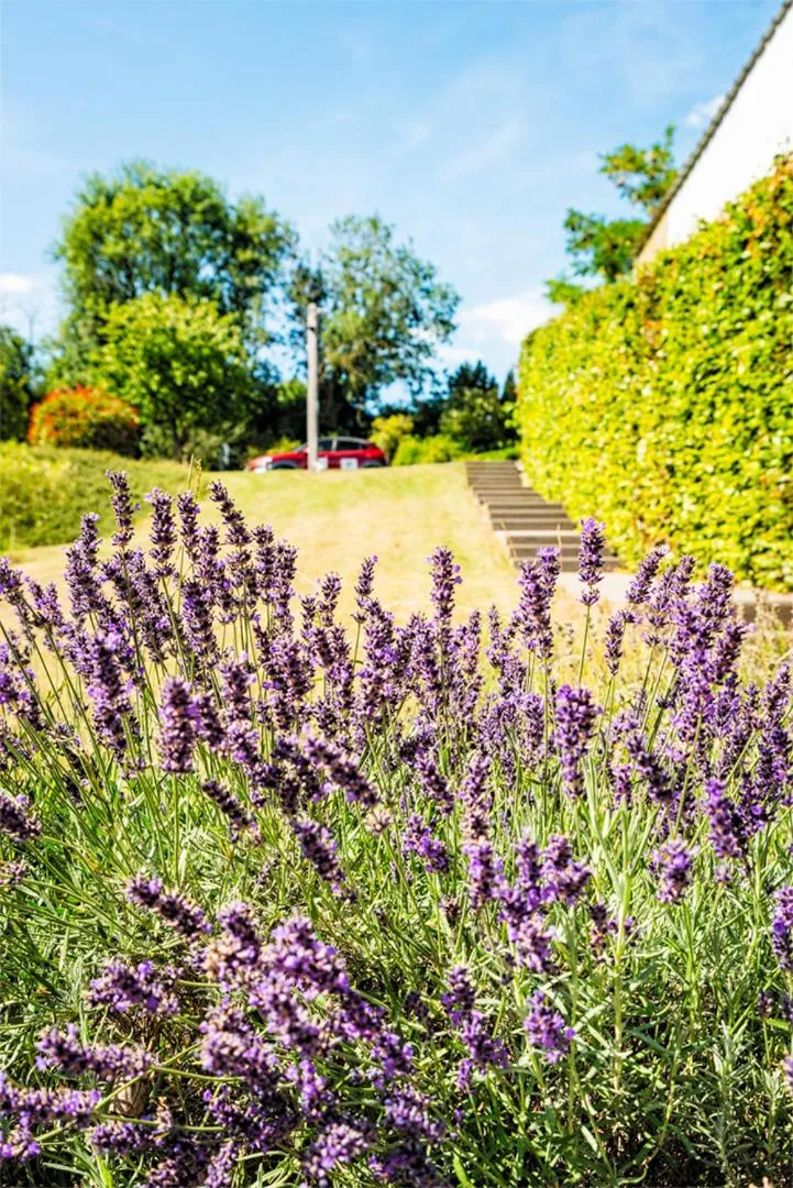 Garden in B&B AntiQua & Qook