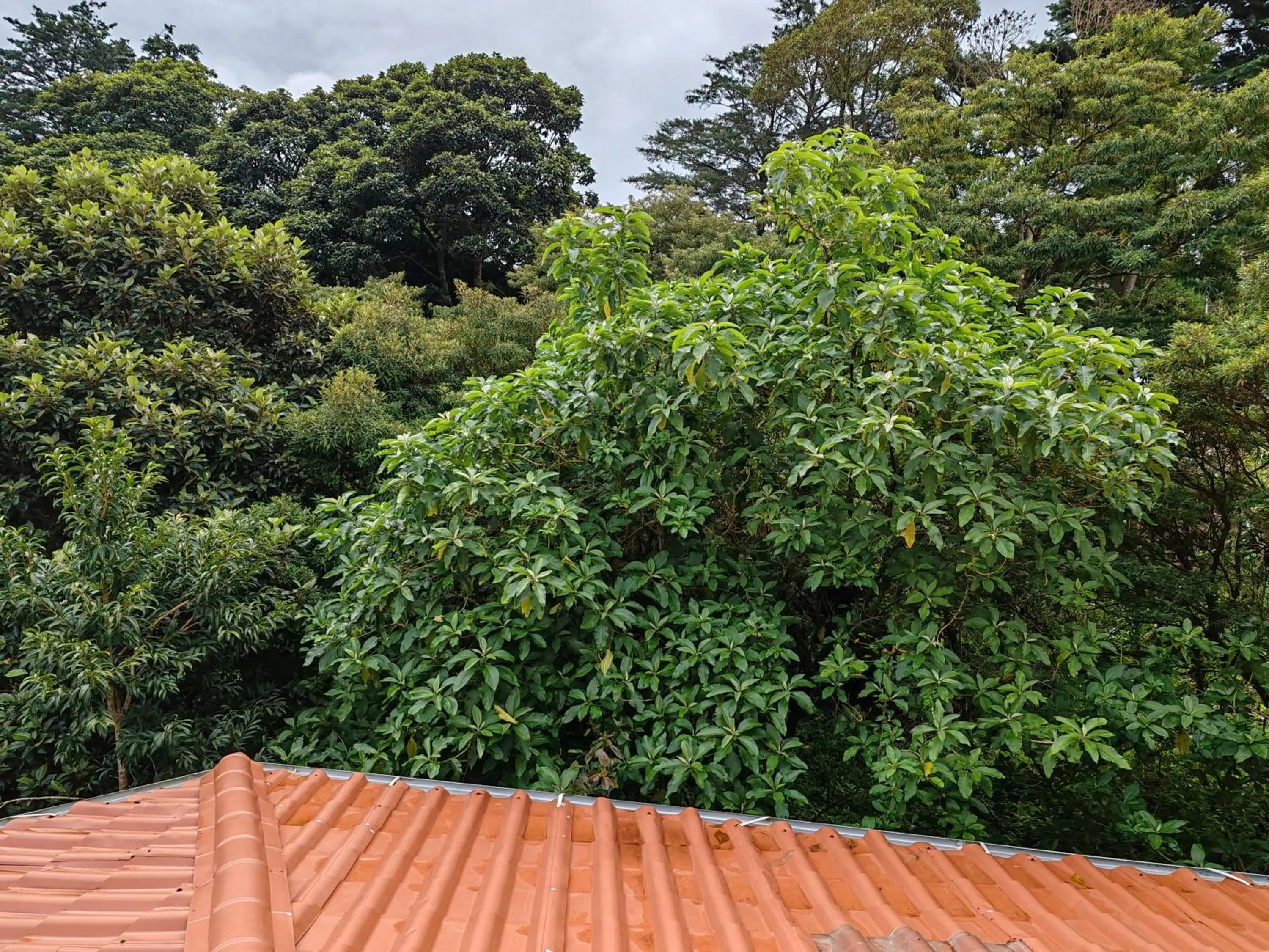 Mountain view in Mi Casa Su Casa Monteverde