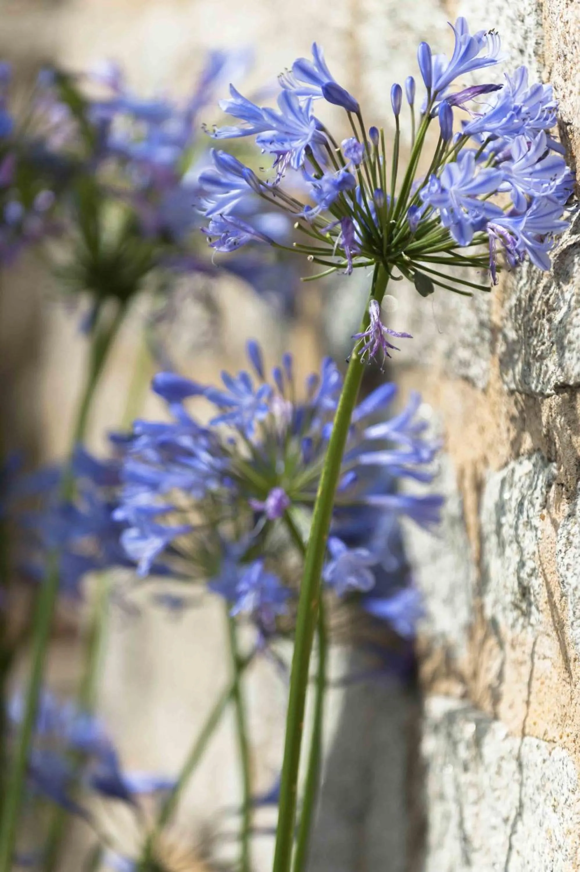 Garden in Le Fort de l'Océan