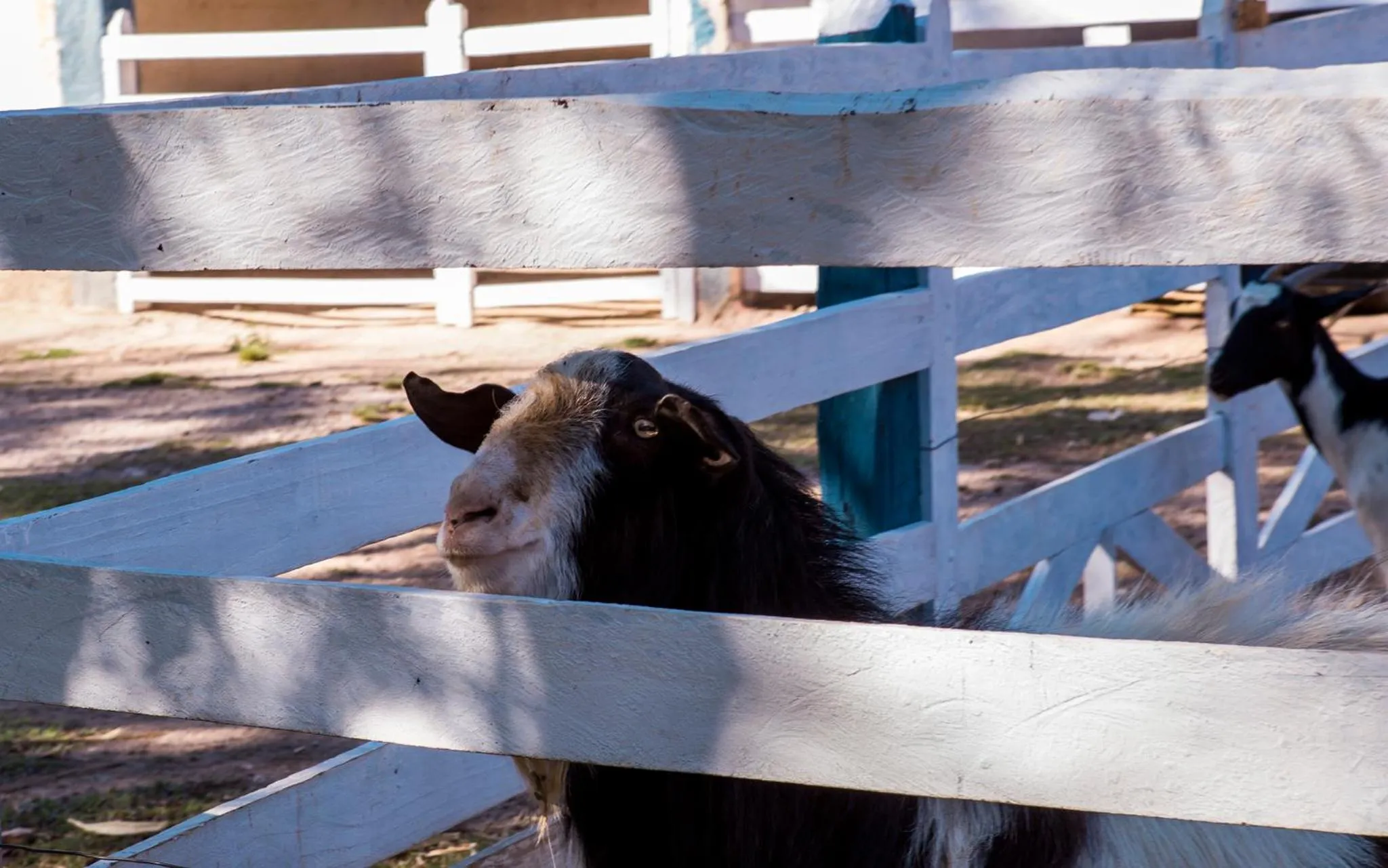 Animals in Guarany Eco Resort