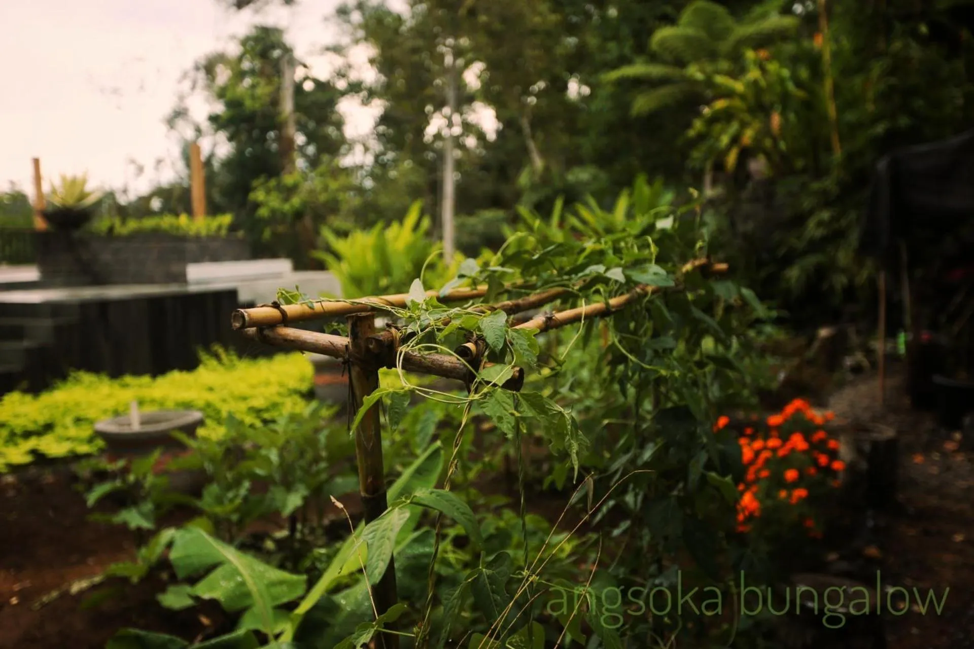 Garden in Angsoka Bungalow