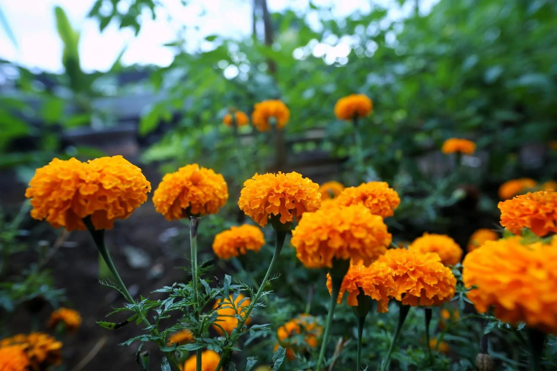 Garden in Angsoka Bungalow