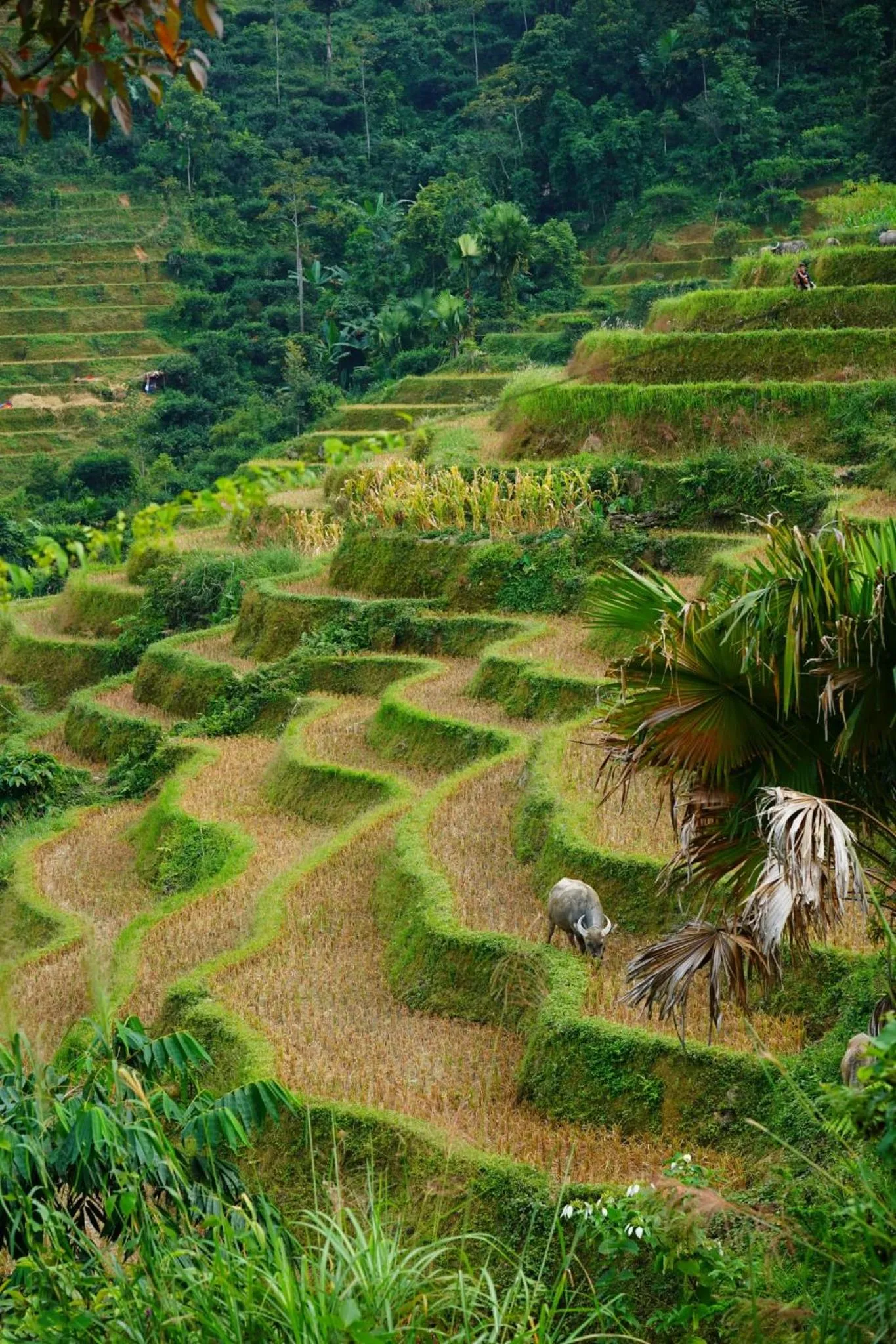 Nearby landmark in Ha Giang Yolo House and Loop Tours