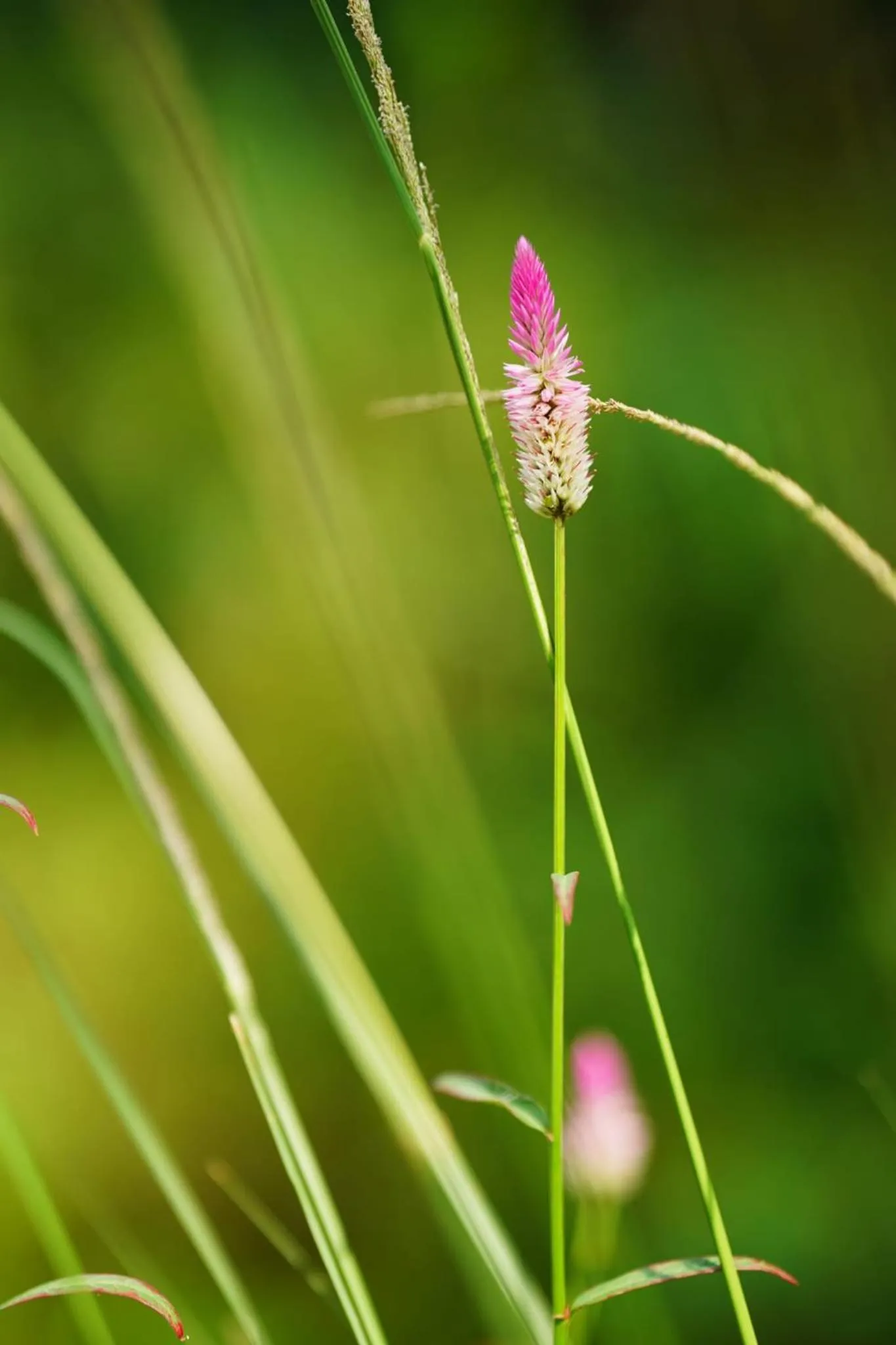 Spring in Ha Giang Yolo House and Loop Tours
