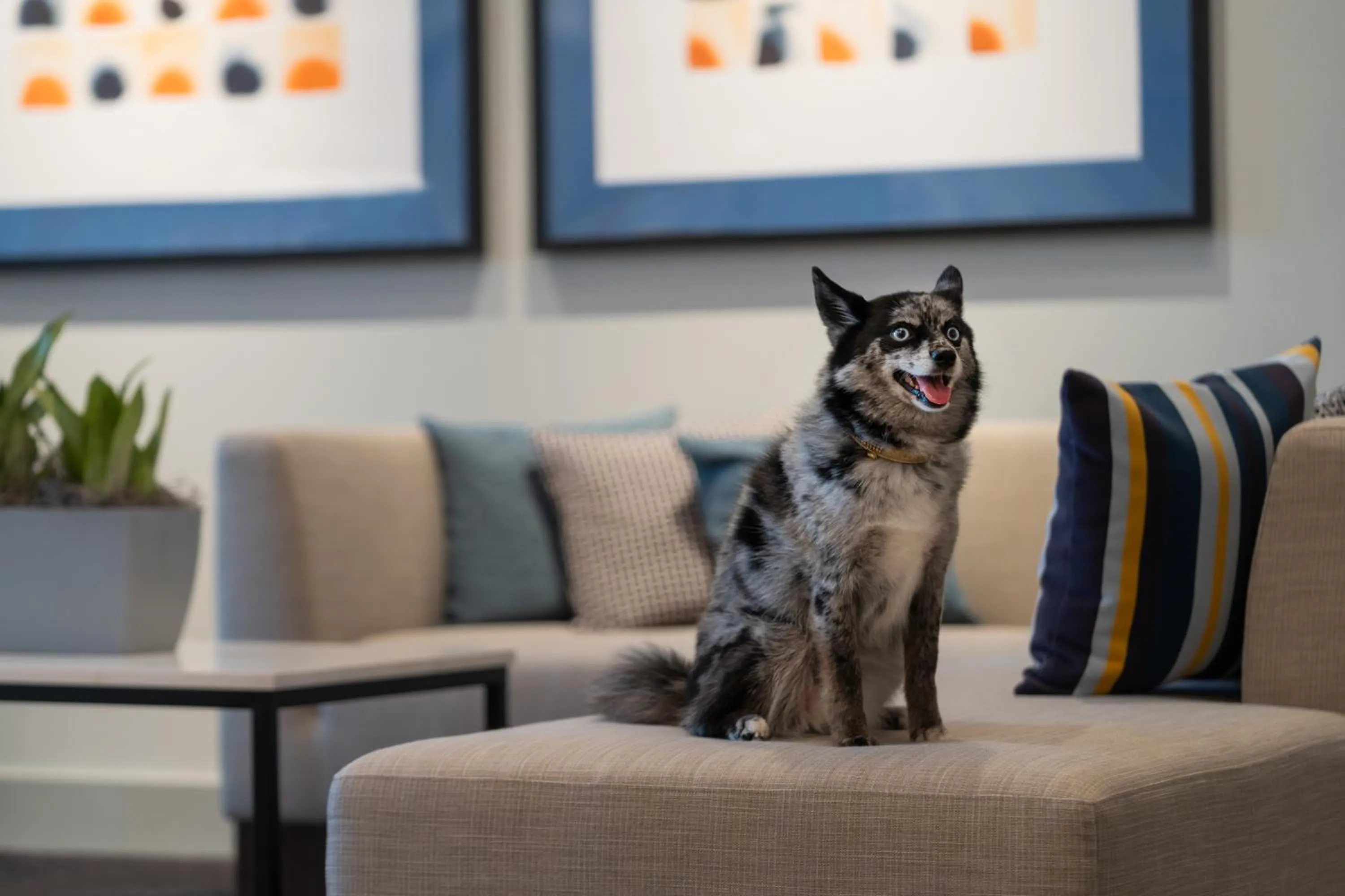 Pets in Hyatt House Lansing-University Area