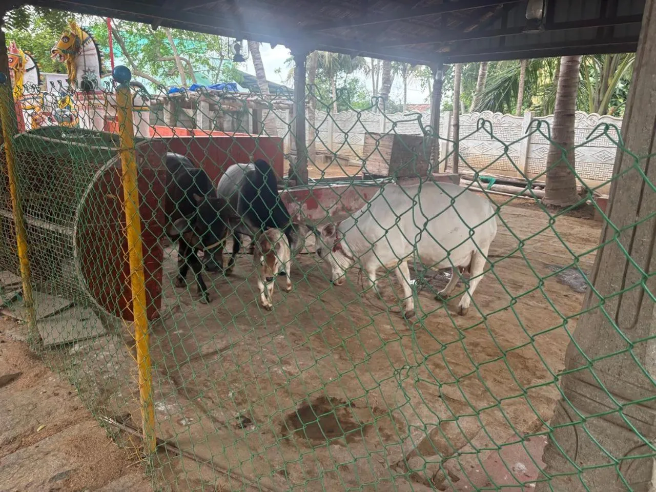 Animals in CHETTINAD HERITAGE WELLNESS RESORTS
