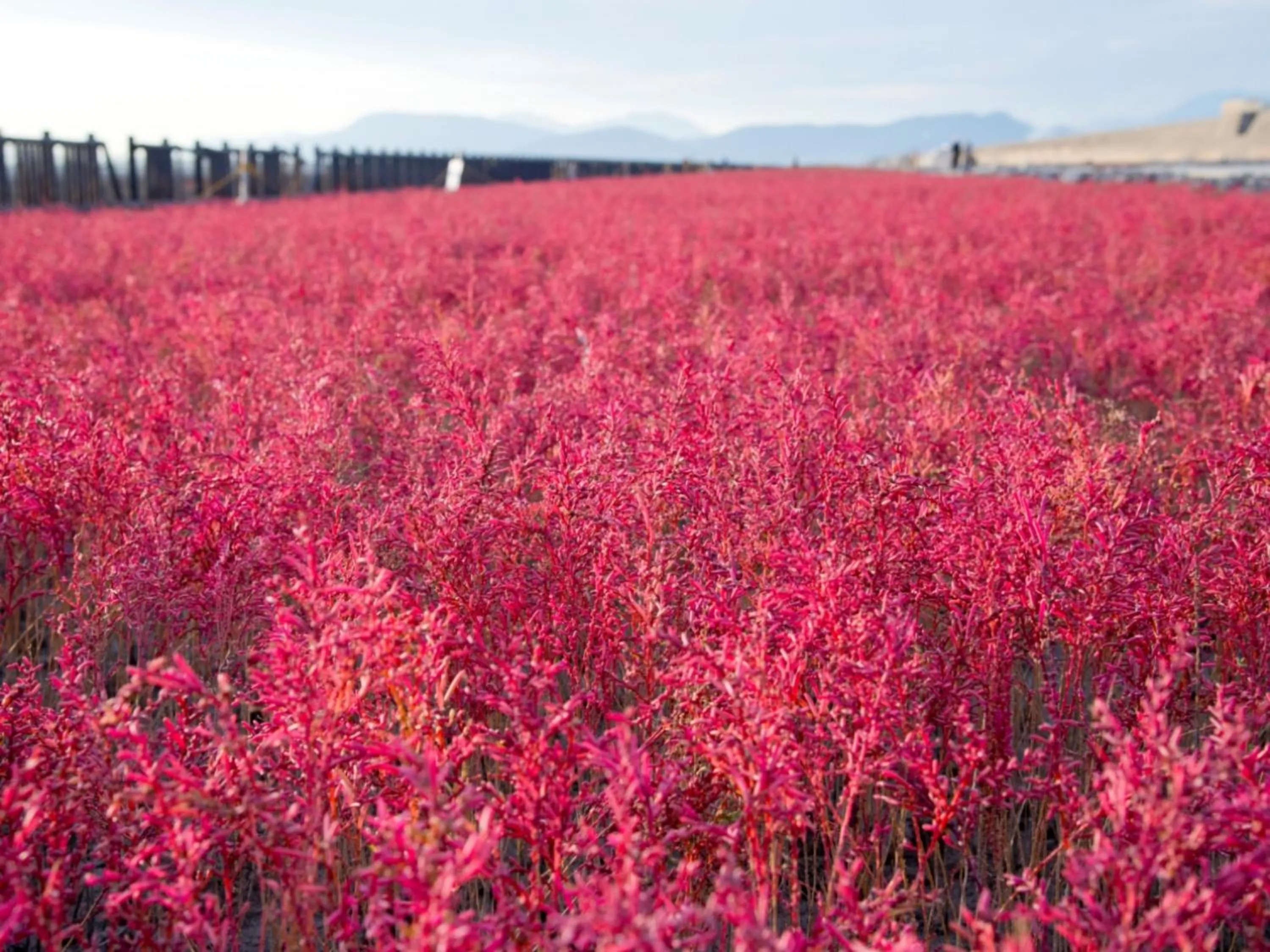 Nearby landmark in Hotel New Otani Saga
