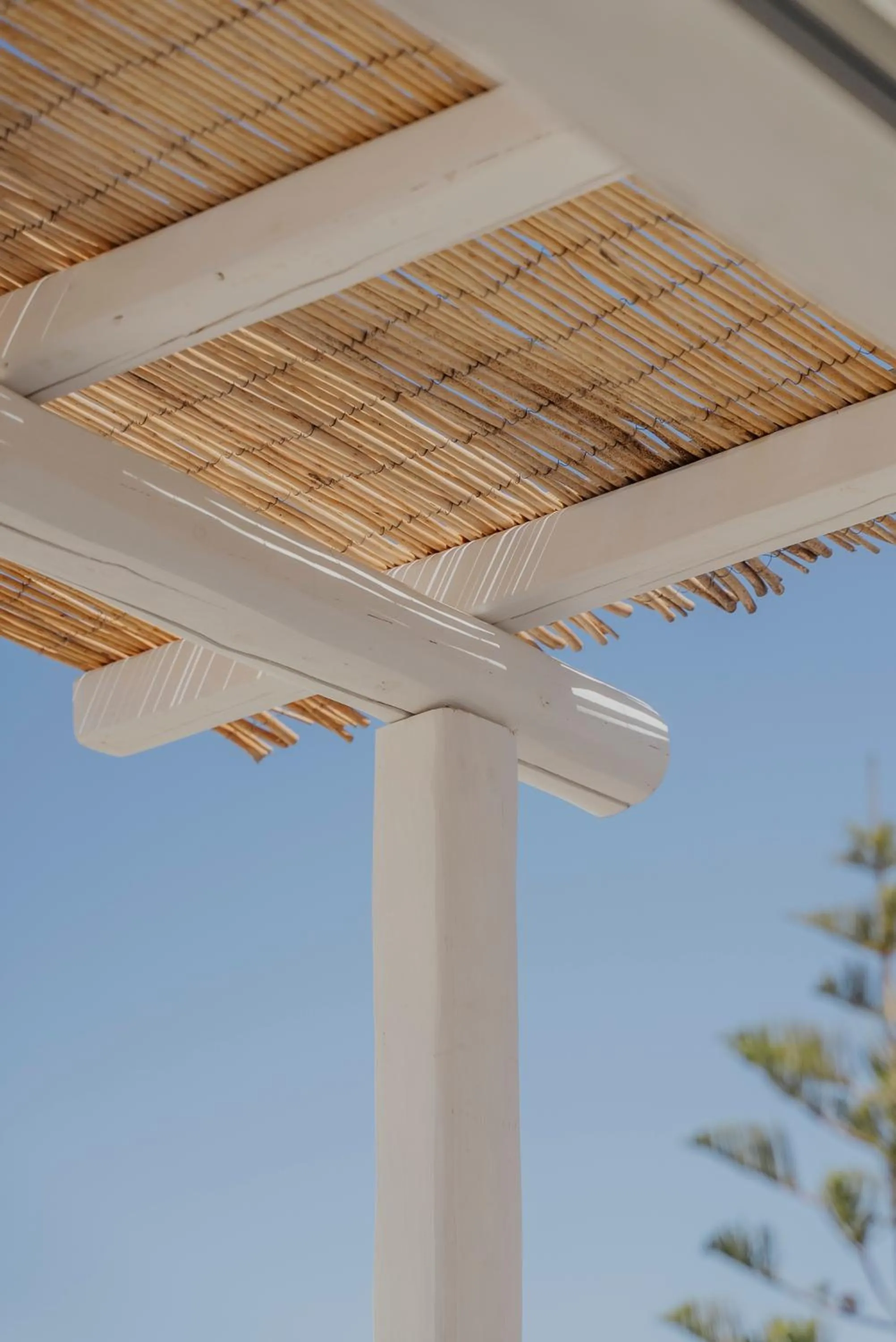 Day in Golden Bird's