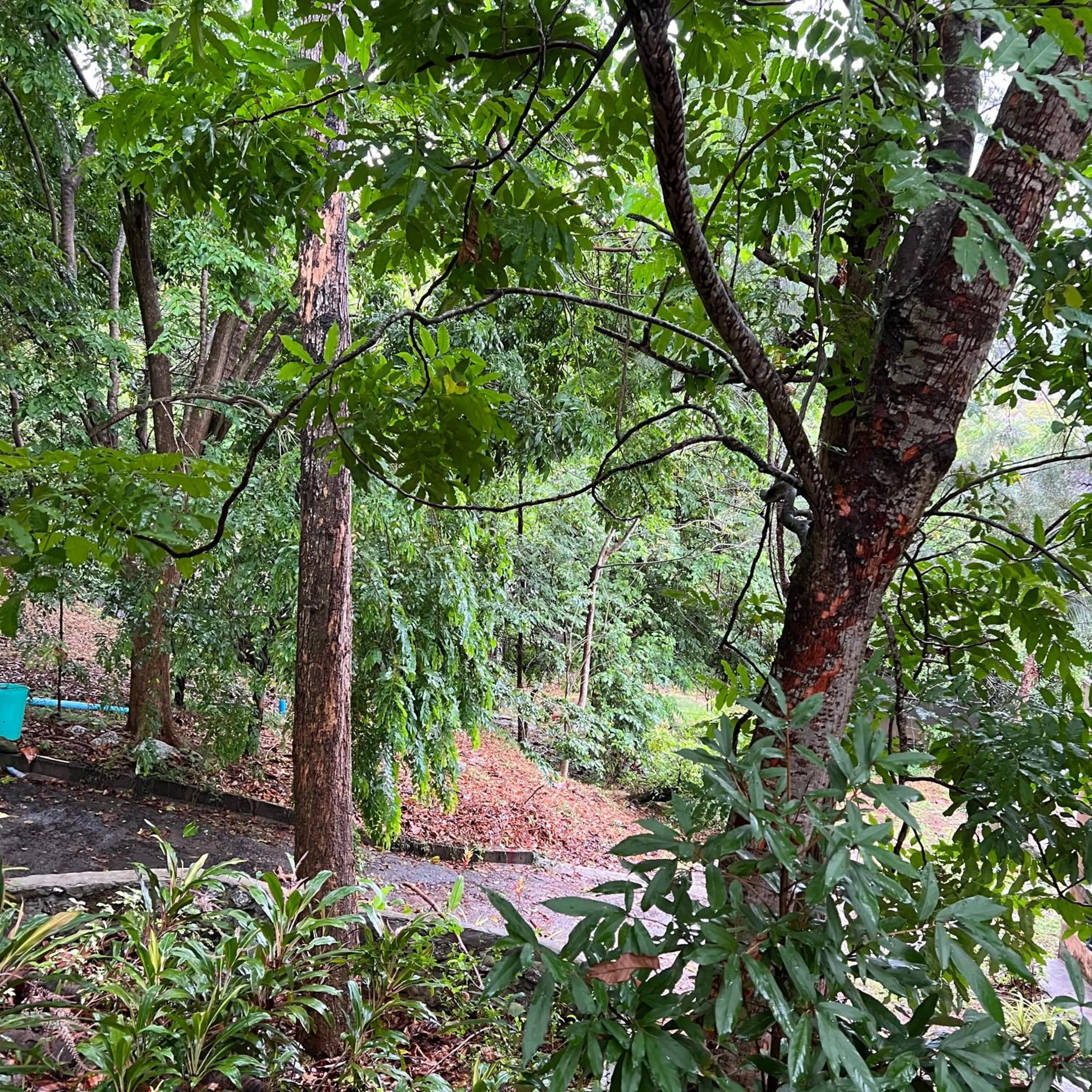 Garden view in Kata Villa Merit Hill Bungalows