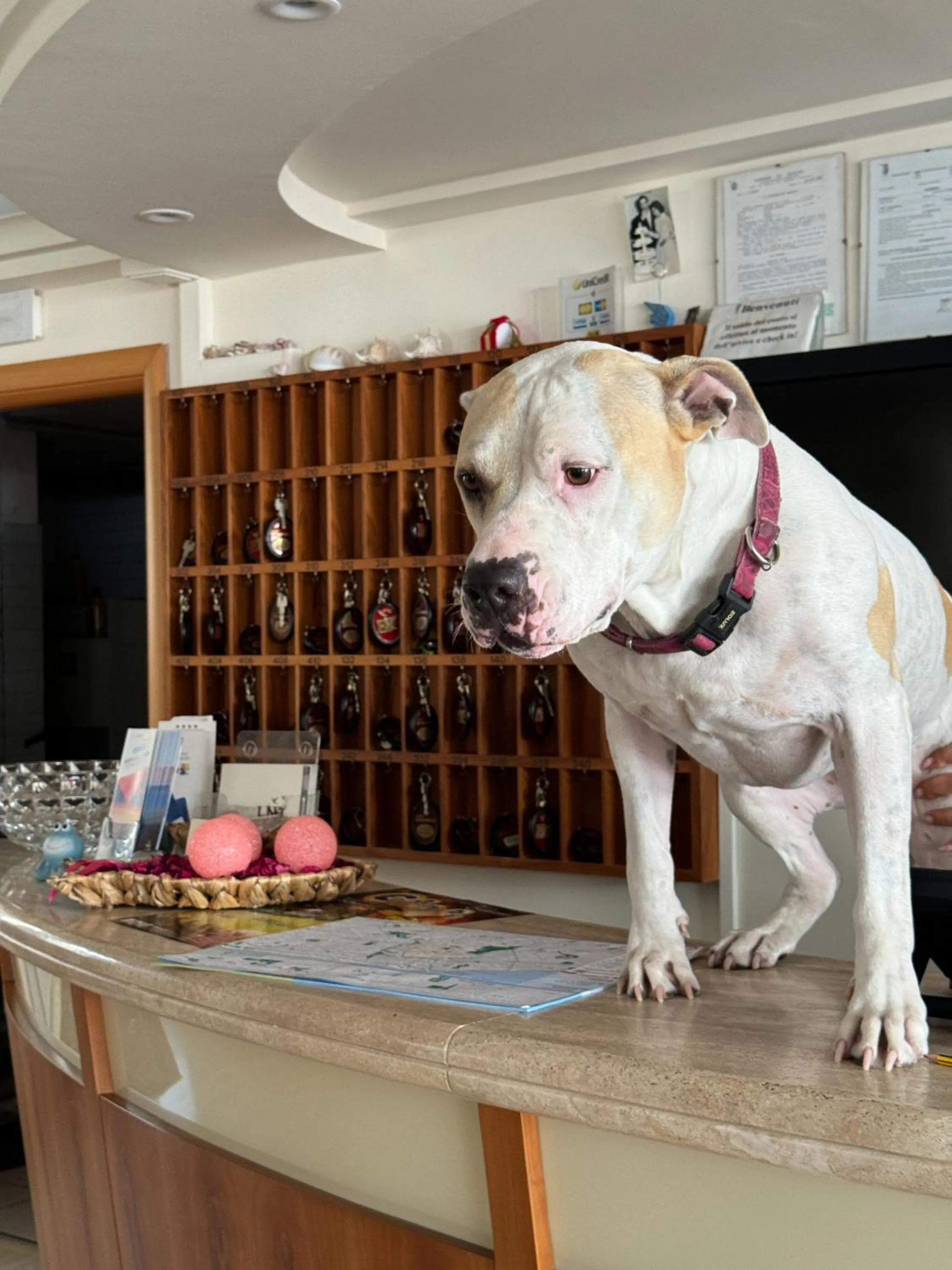 Animals in Hotel Rondinella e Viola