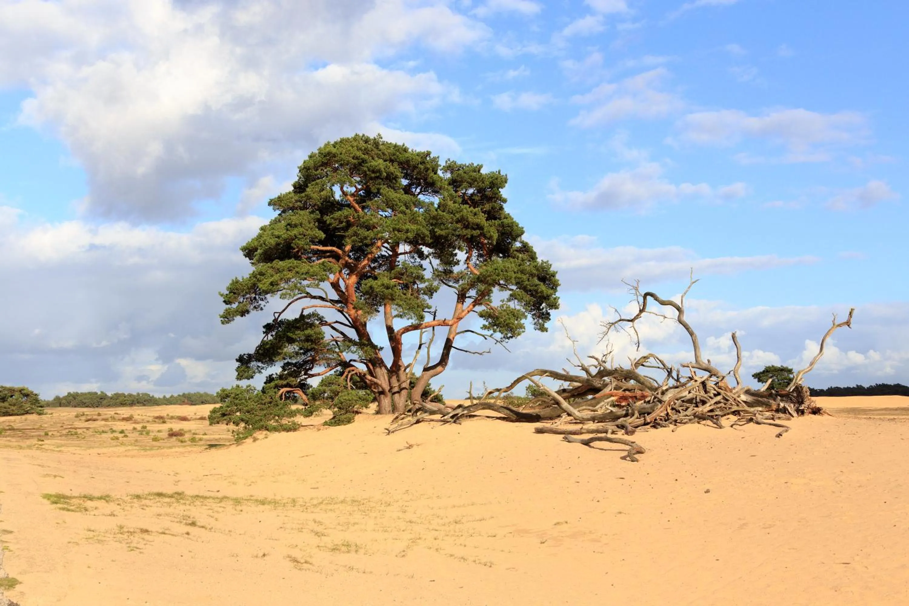 Natural landscape in 't Witte Hoes