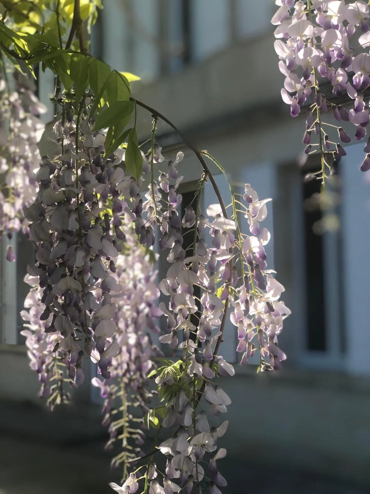 Garden in La Gomerie Chambres d'Hotes