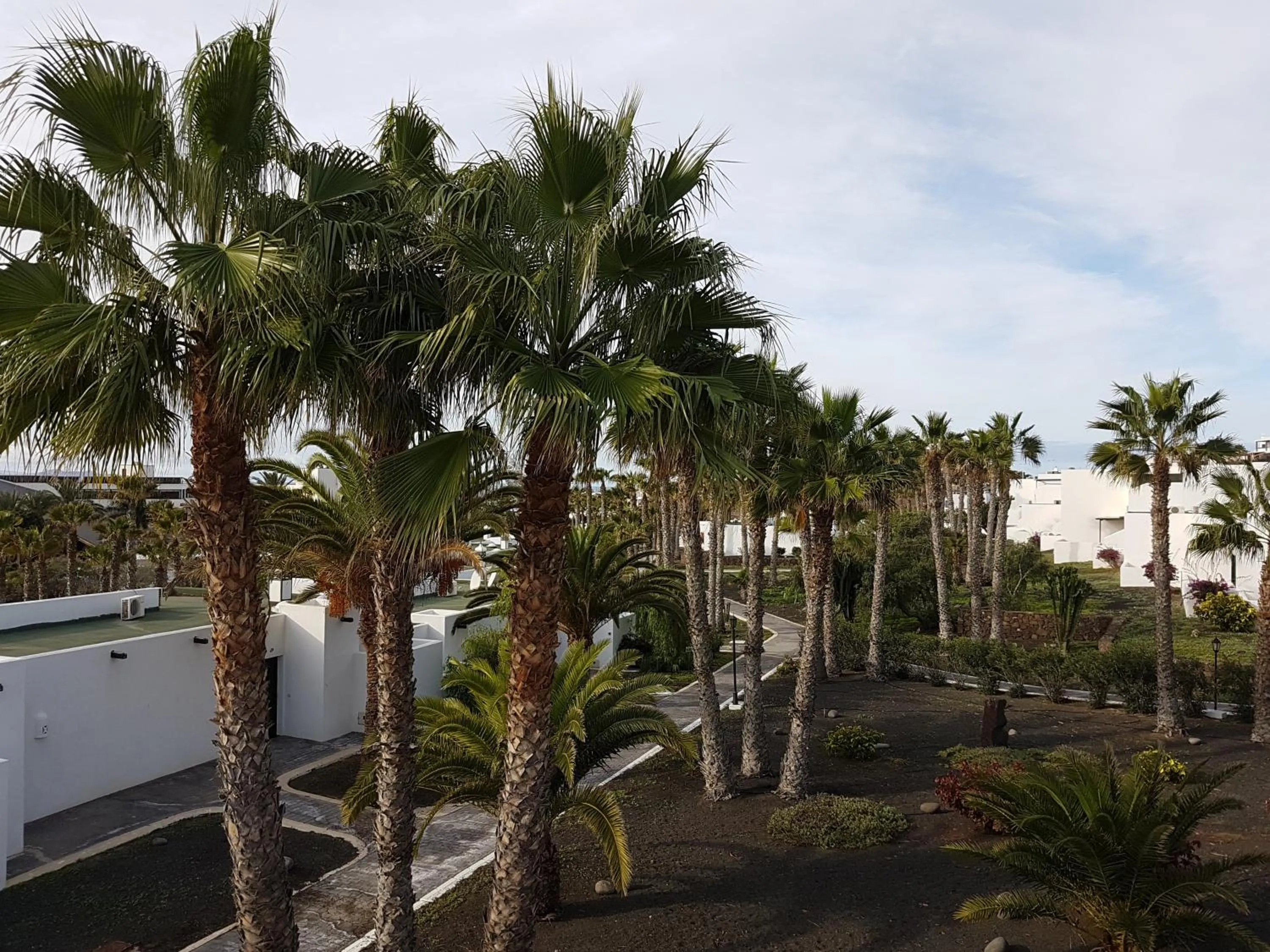 Bird's eye view in Palmeras Garden