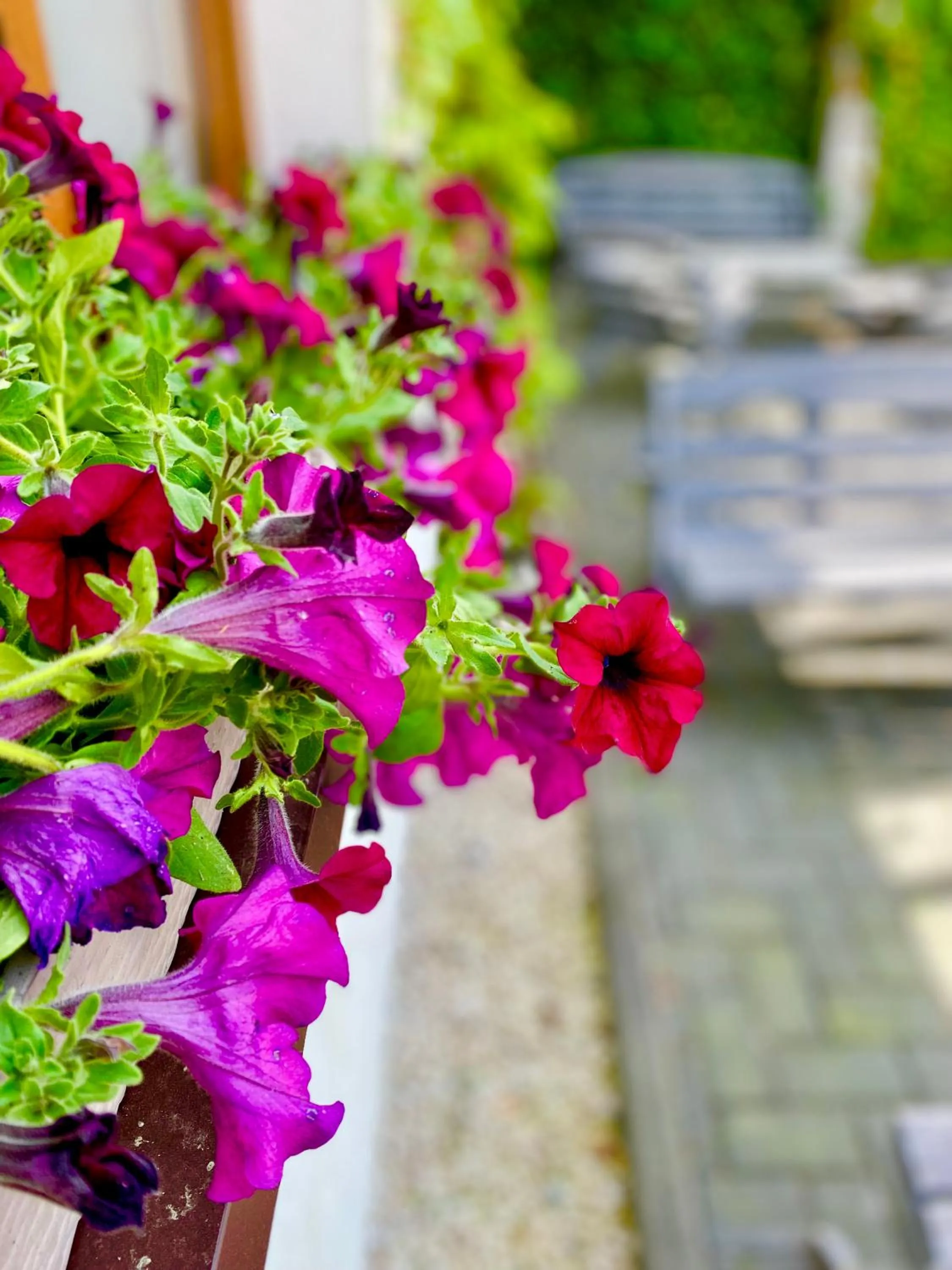 Spring in Old Tree Home & Restaurant