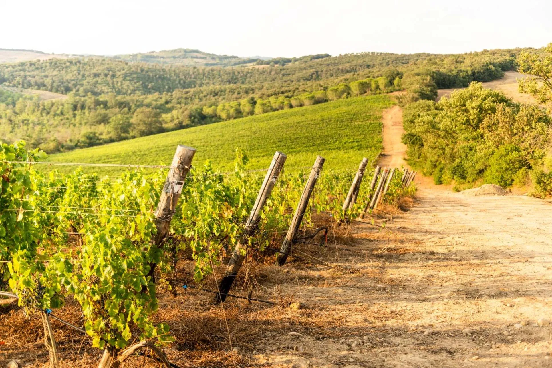 Activities in Agriturismo & Cantina Tenuta Casteani