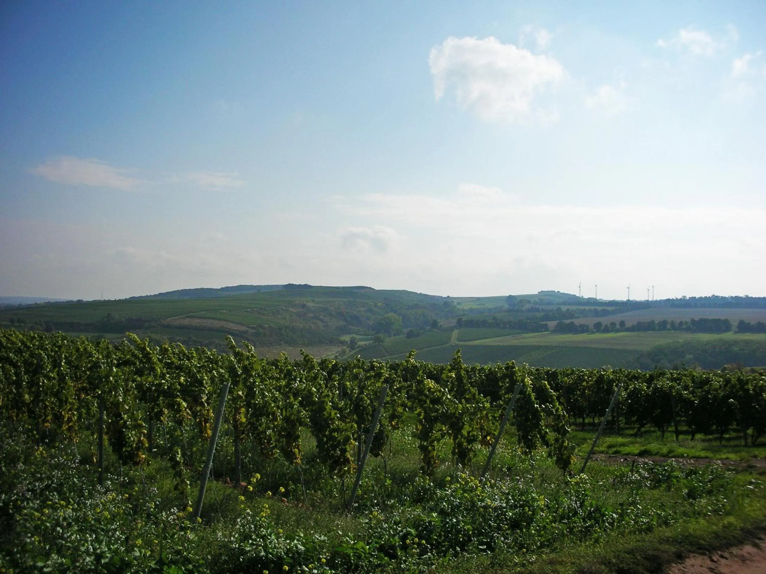 Area and facilities in Der espenhof Landhotel, Tagungshotel & Weingut