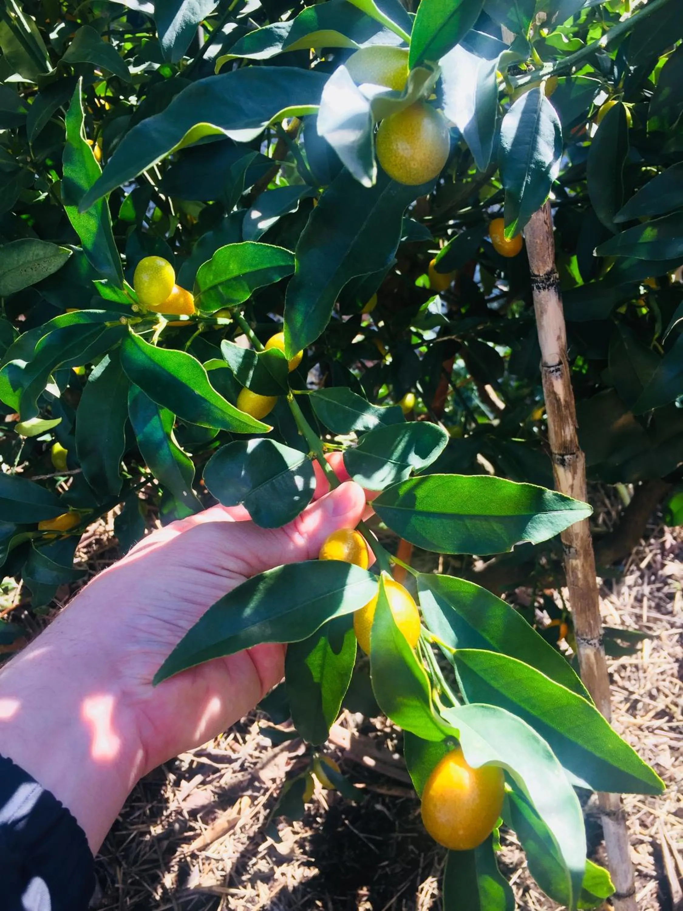 Floor plan in Eco B&B I Due Oleandri