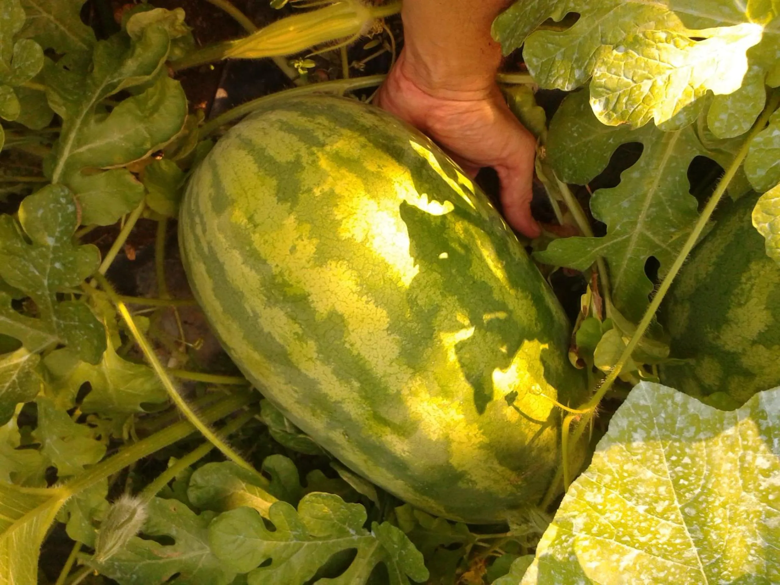 Eco B&B I Due Oleandri