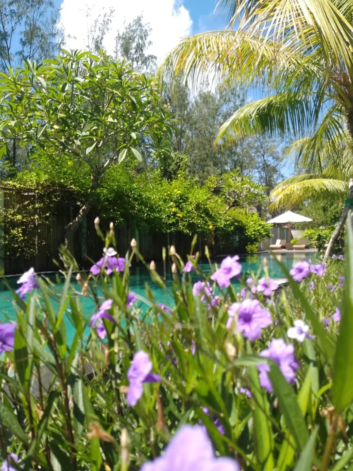 Swimming pool in Villa Penyu Gili Trawangan