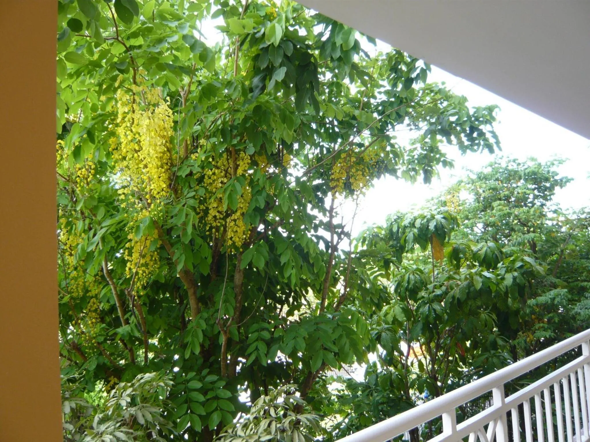 Other in U.D.Home Apartment