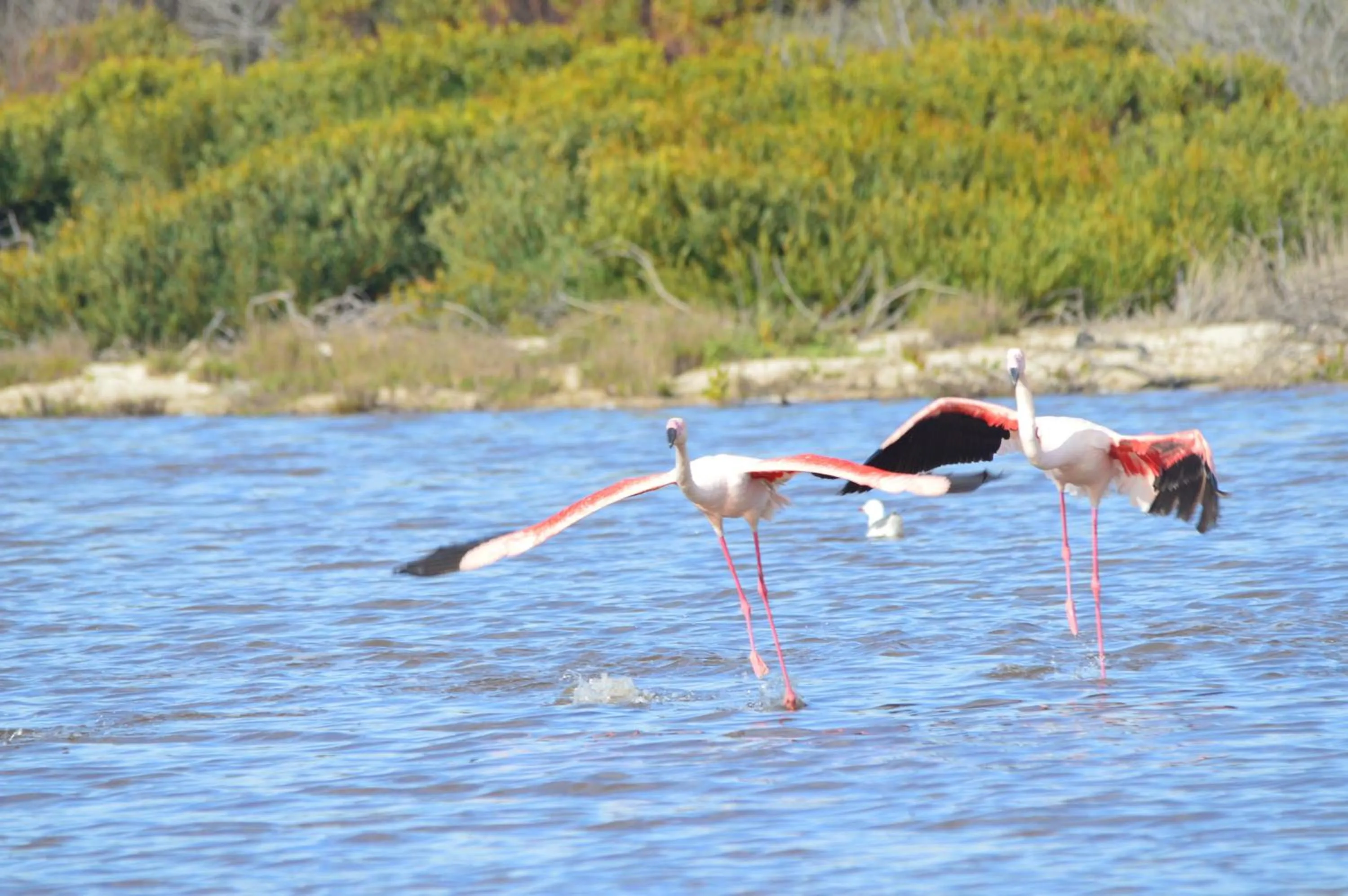 Nearby landmark in Fisherhaven Travellers Lodge