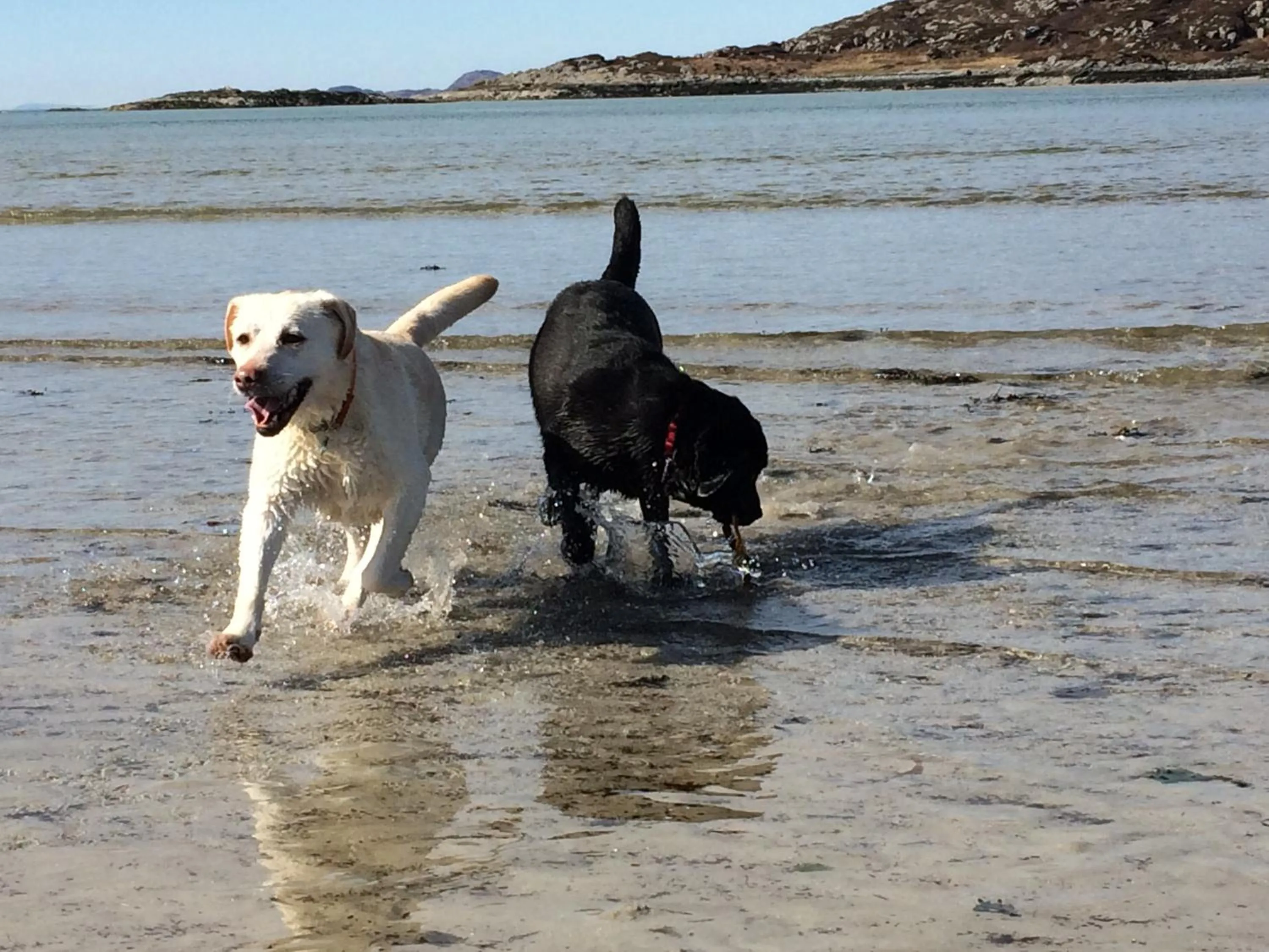 Pets in Torbeag House