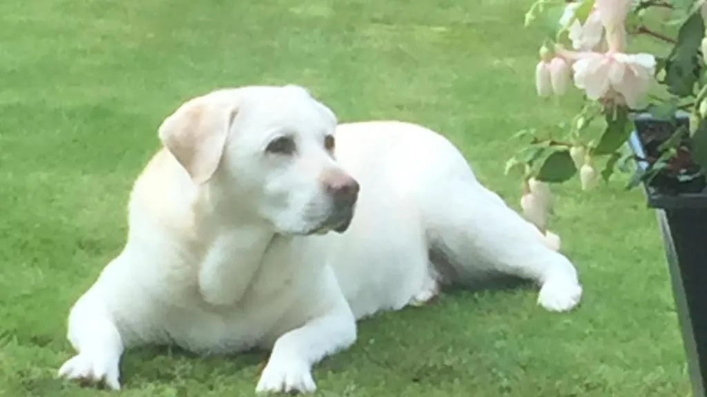 Pets in Torbeag House