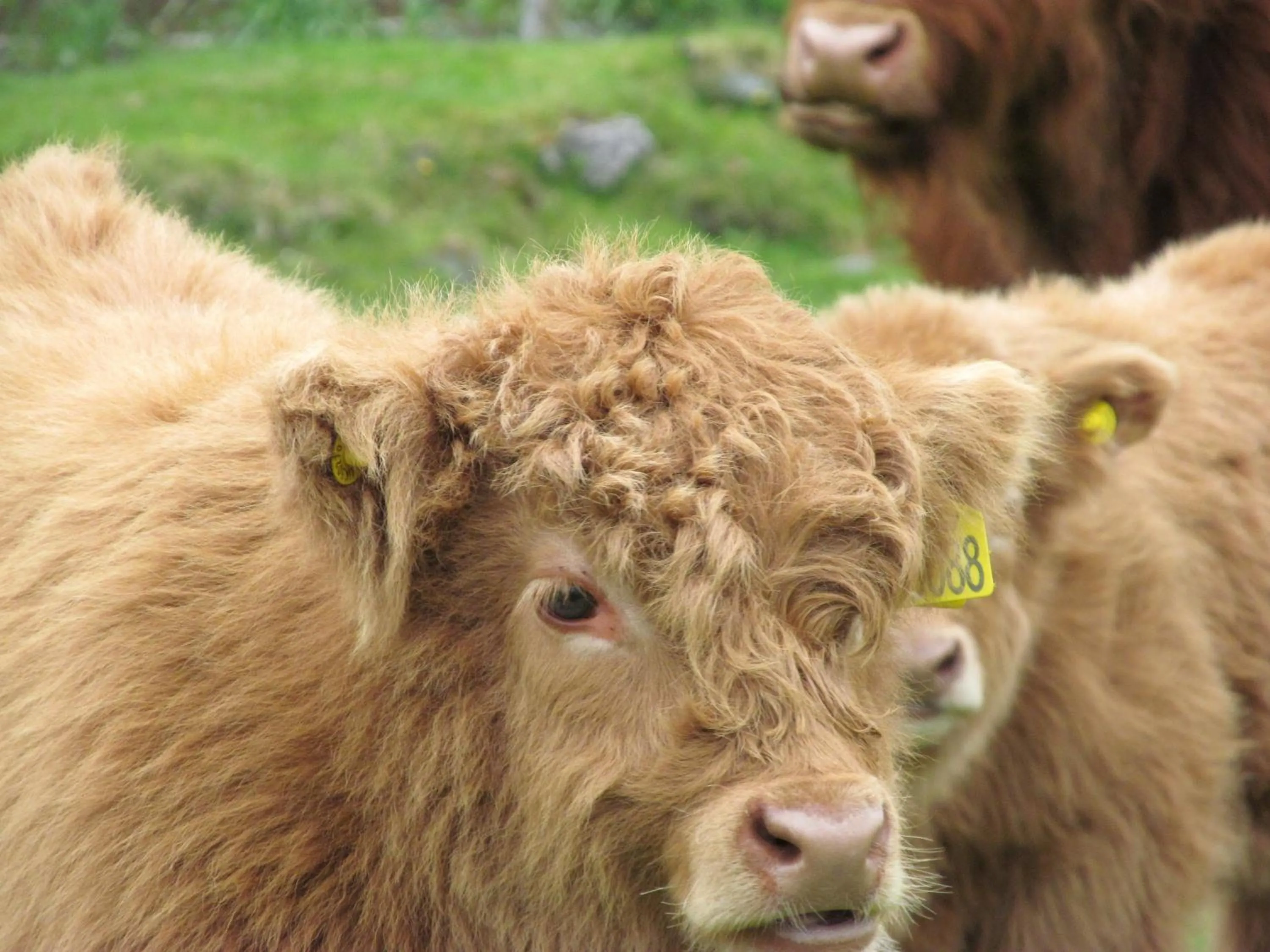 Animals in Torbeag House