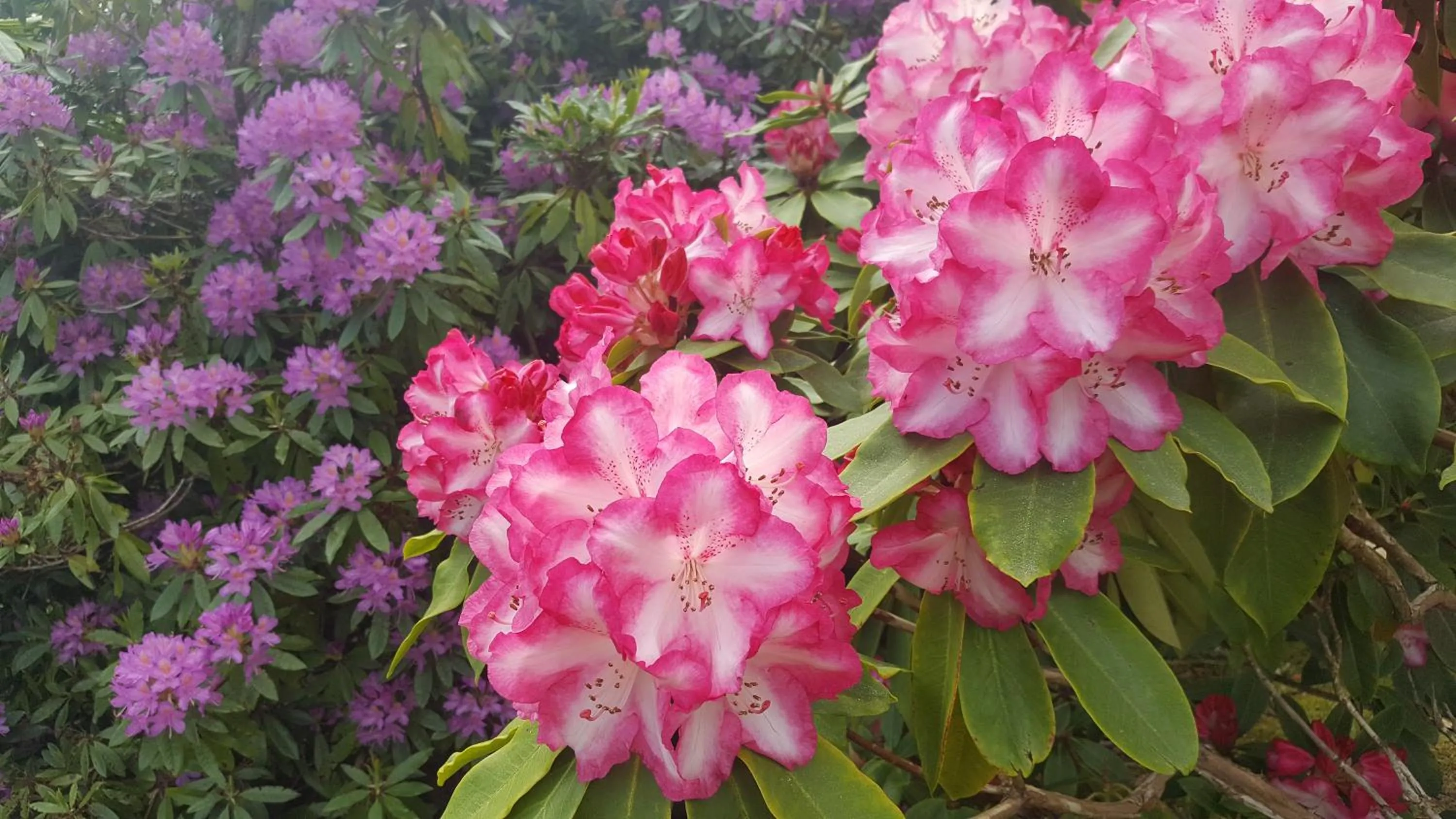 Garden view in Torbeag House