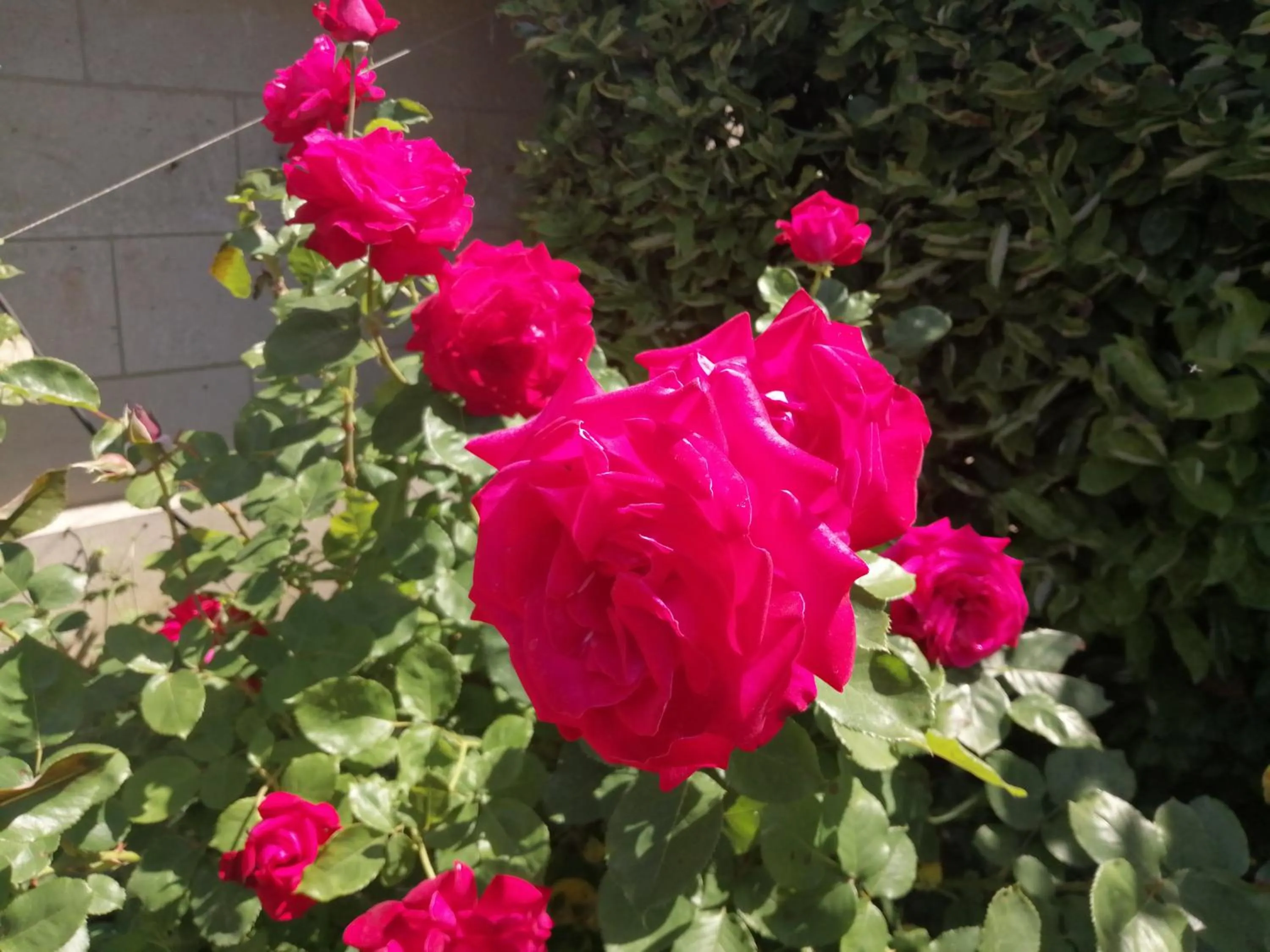 Garden view in Ma Gentilhommière
