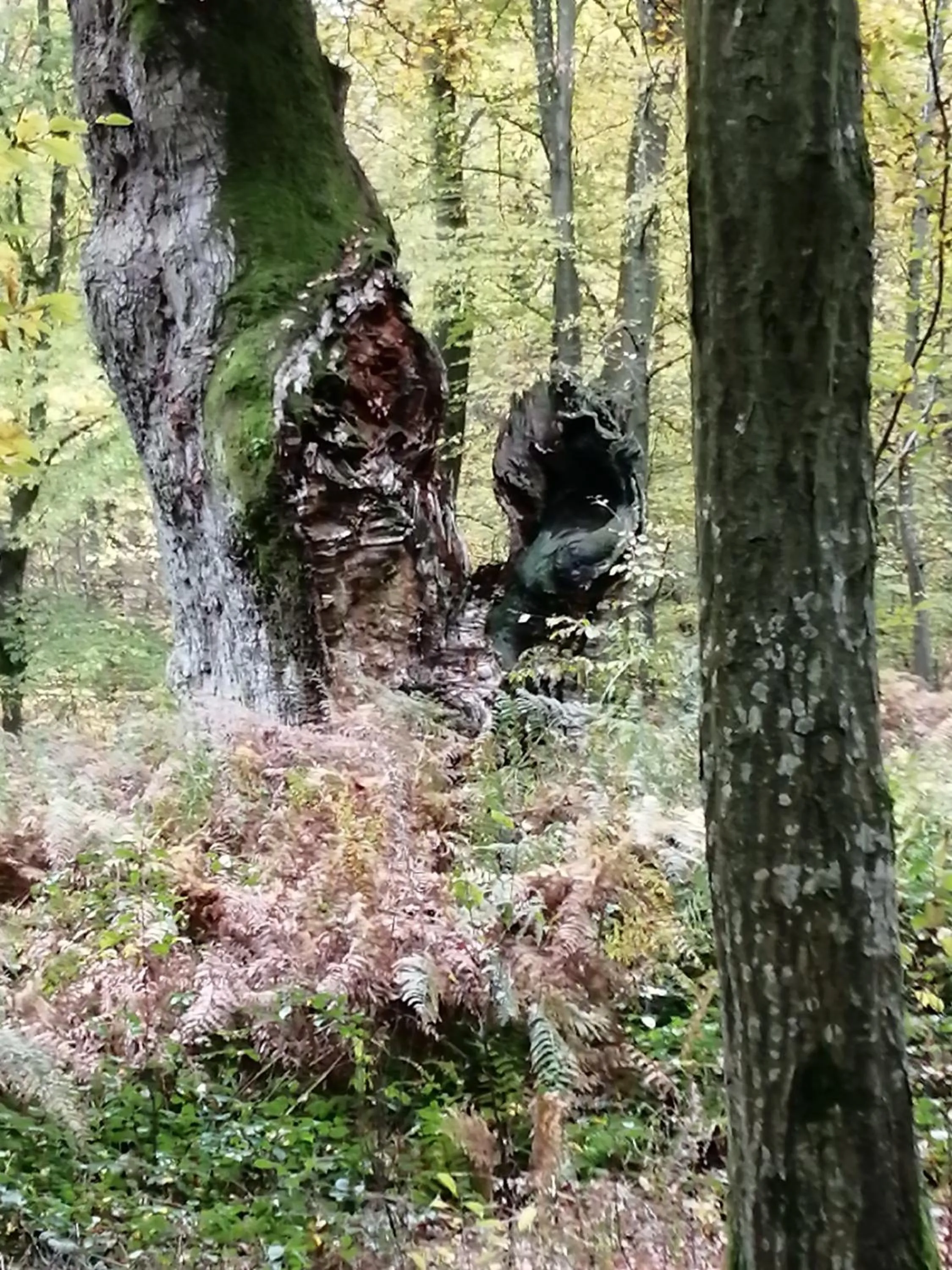 Spring in Ma Gentilhommière