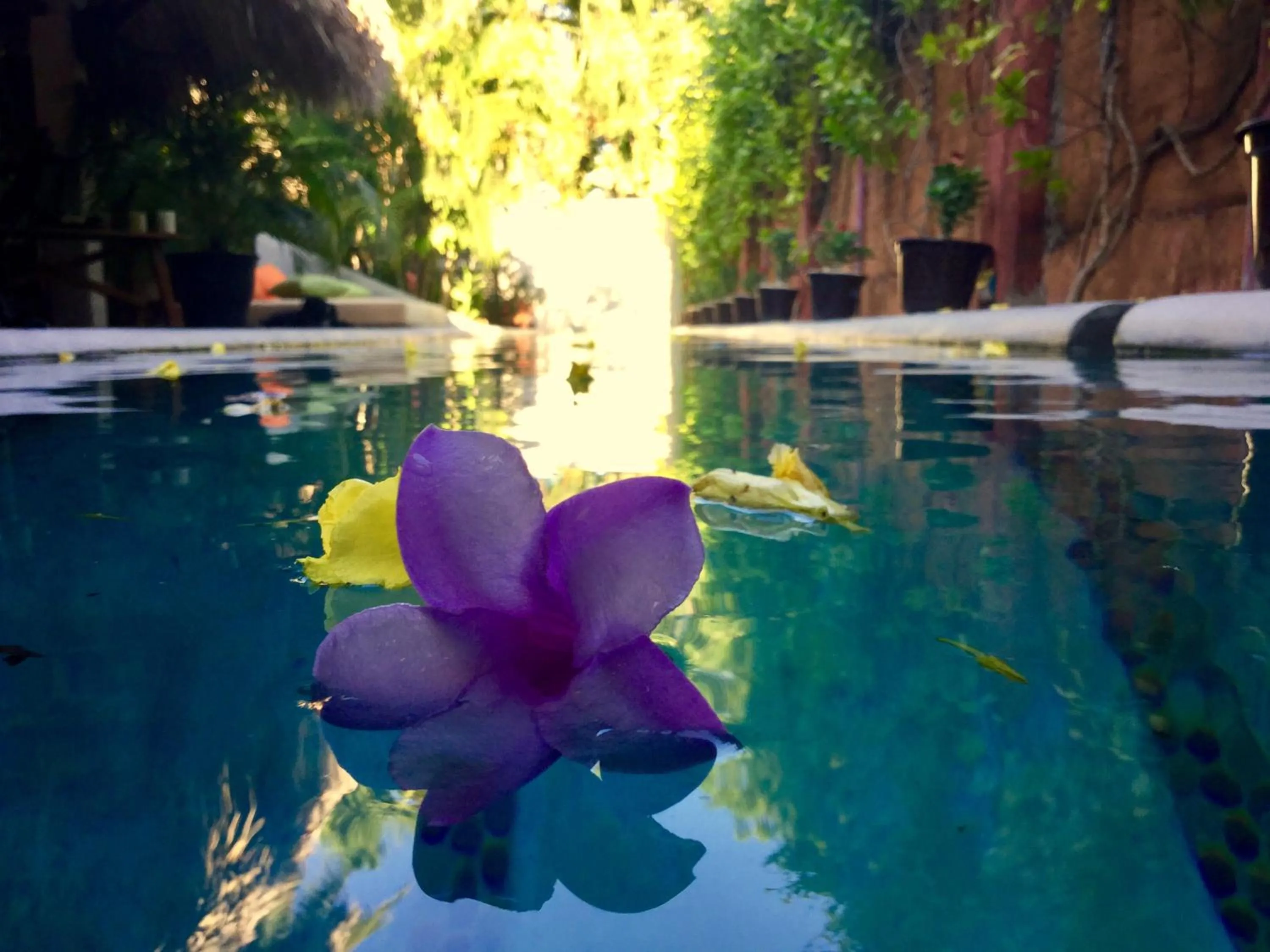 Pool view in Hacienda La Rusa
