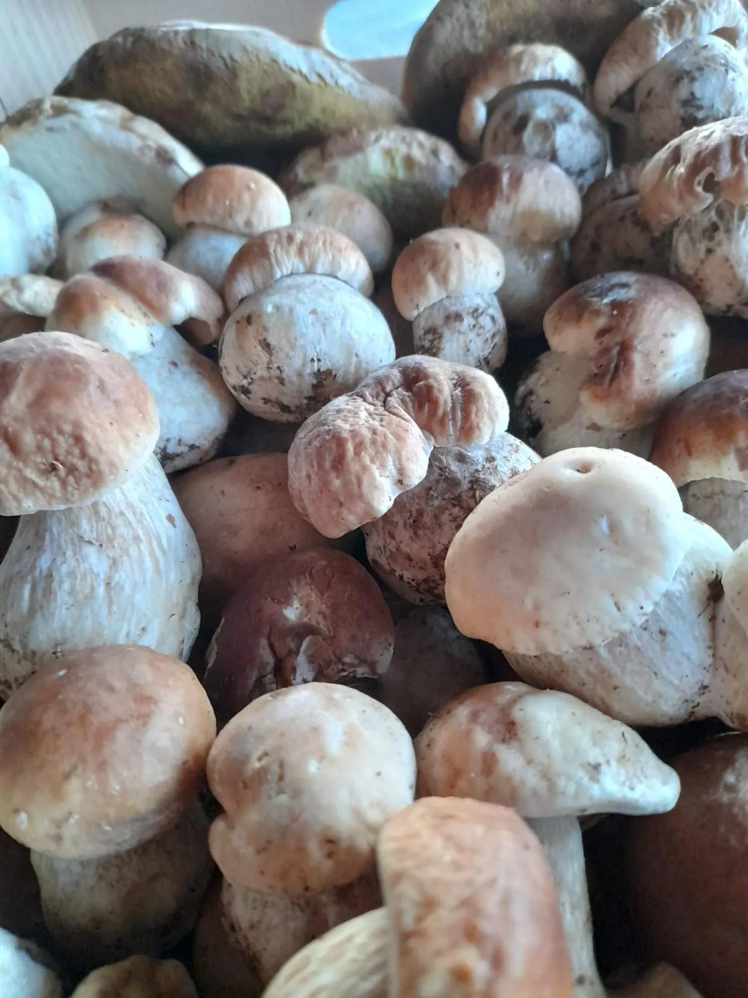 Restaurant/places to eat in Hotel Ristorante La Baitina