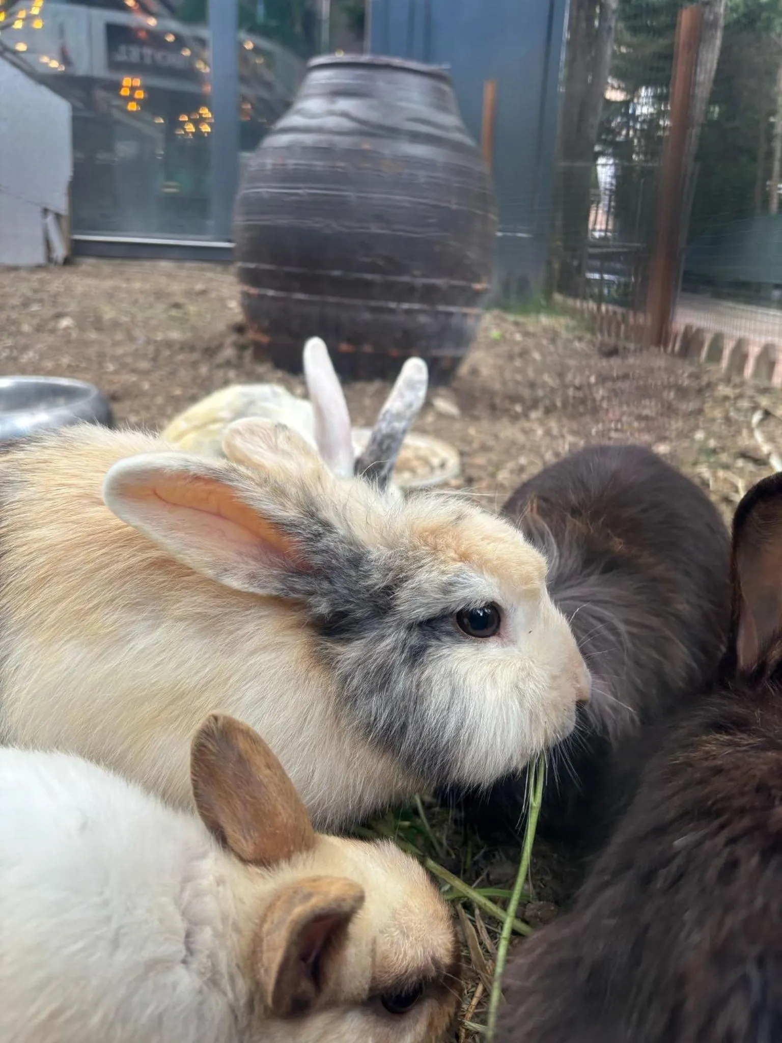 Garden in Gardan Hotel