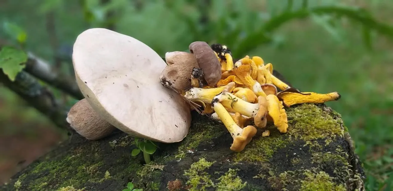 Restaurant/places to eat in SCHUMANN'S RESORT & PARK