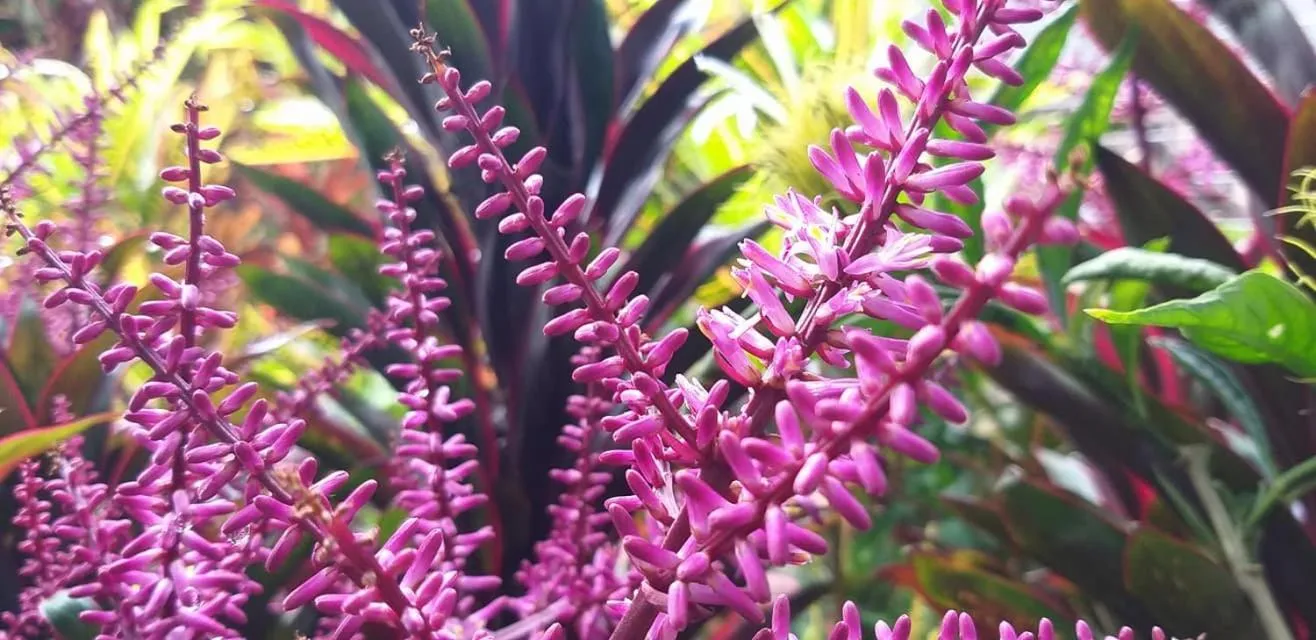 Garden in SCHUMANN'S RESORT & PARK