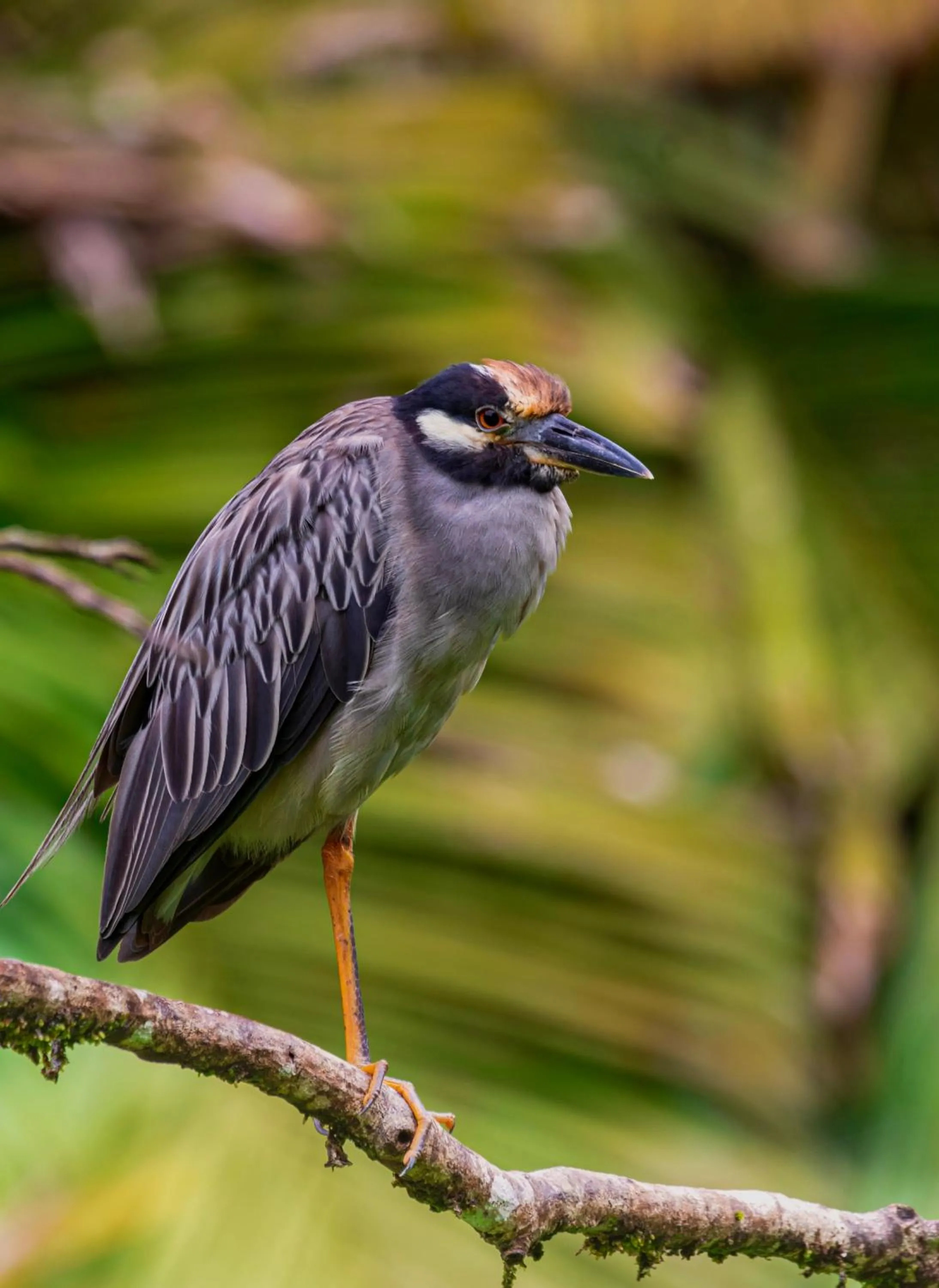 Animals in Carey Lodging
