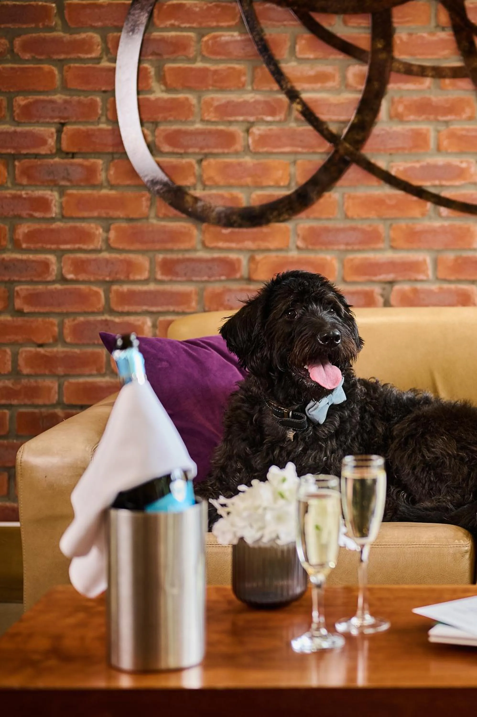 Pets in The Rutland Hotel