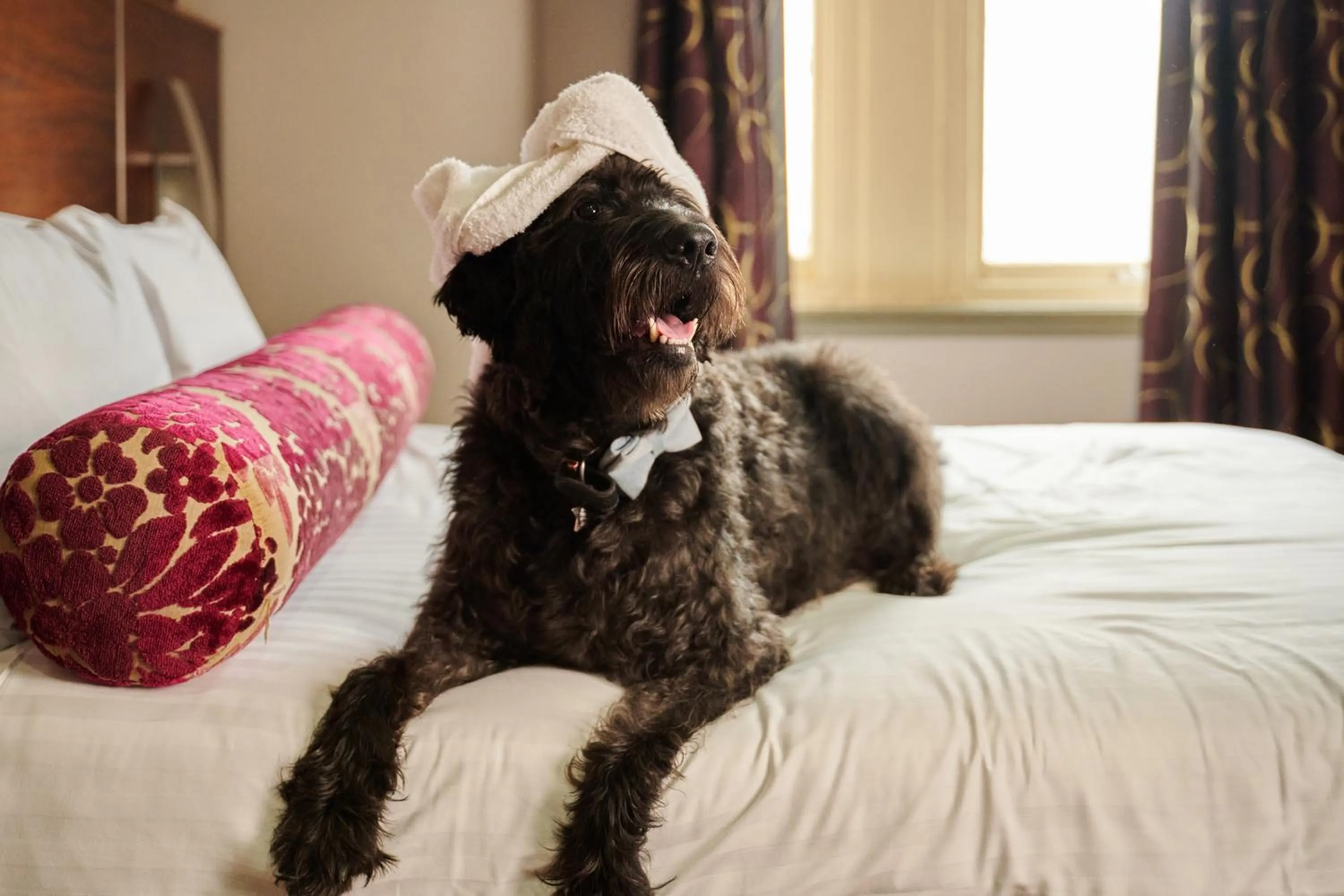 Pets, Bed in The Rutland Hotel