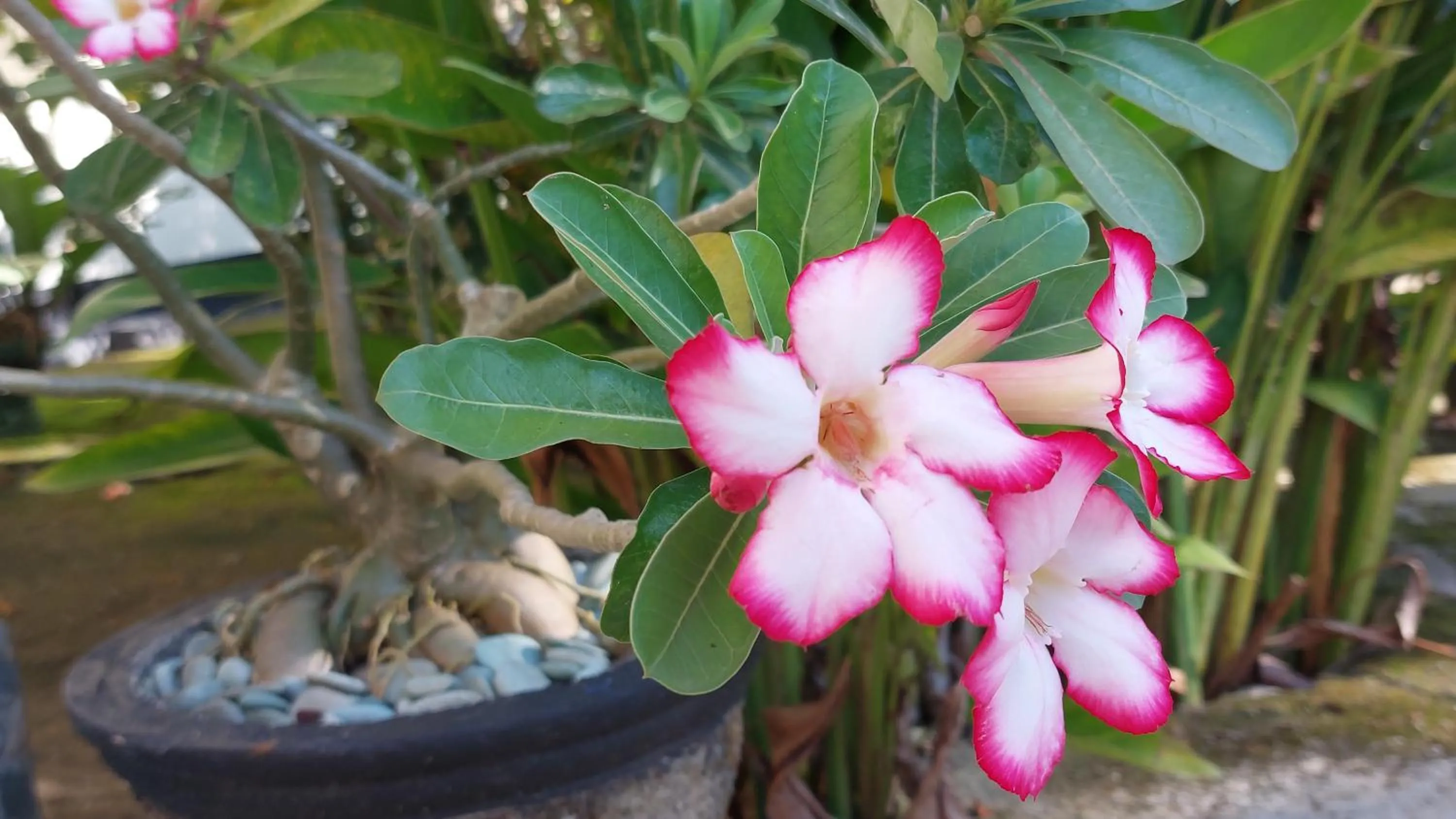 Garden in Hôtel La Belle Etoile