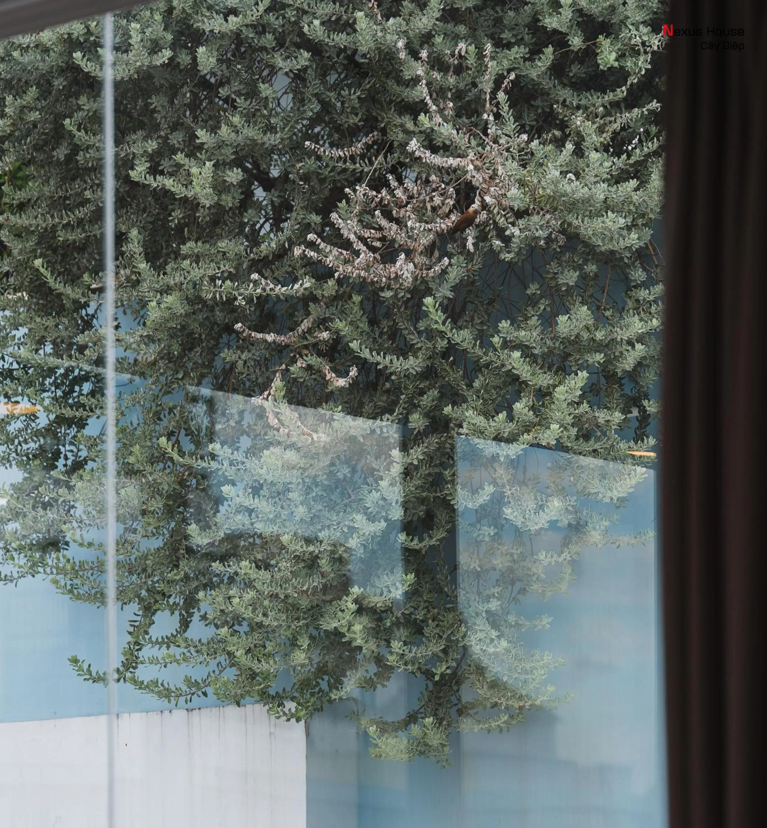 Natural landscape in Nexus House Cay Diep - Near Independence Palace