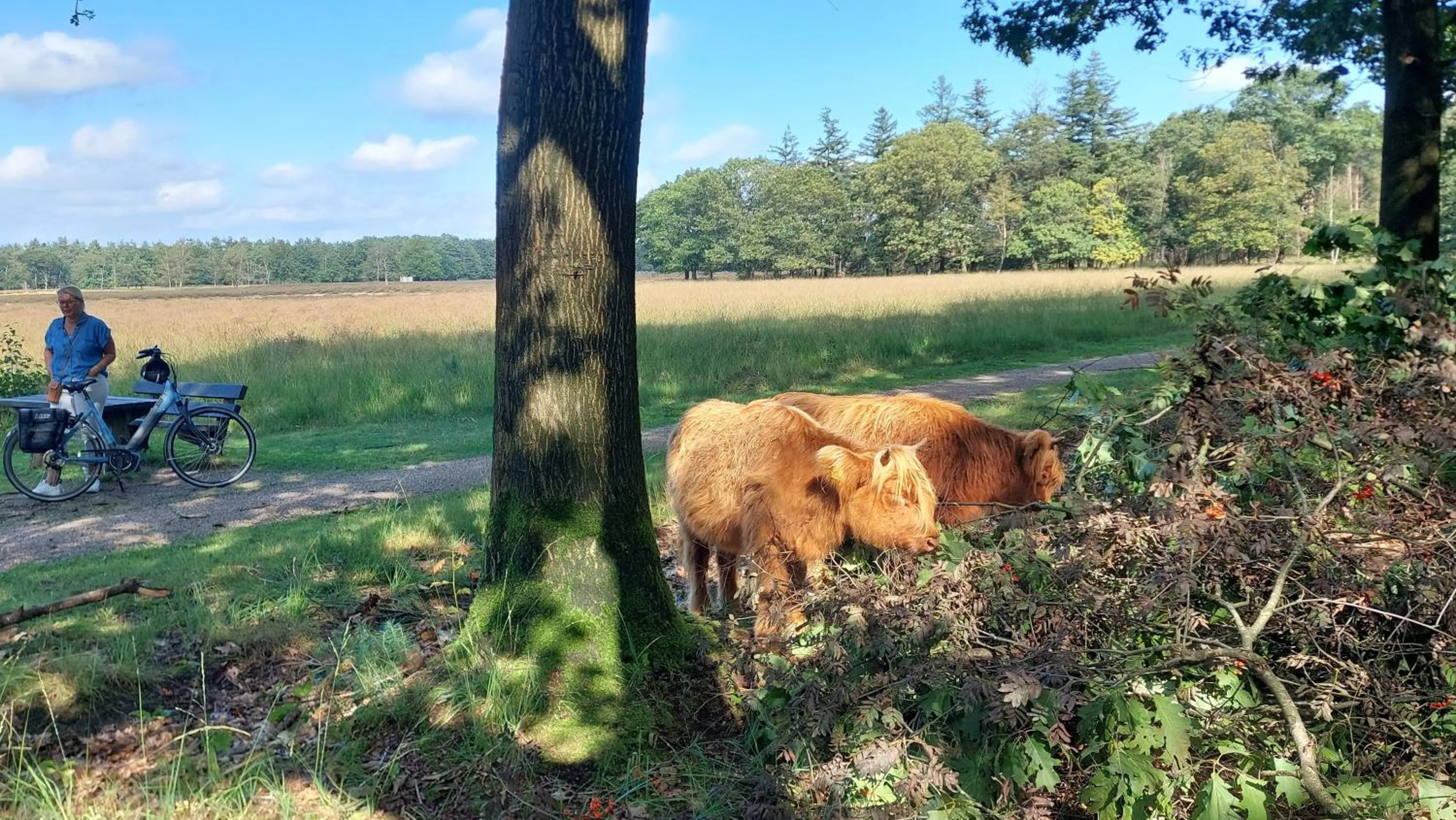 Other Animals in B en B Stipdonk